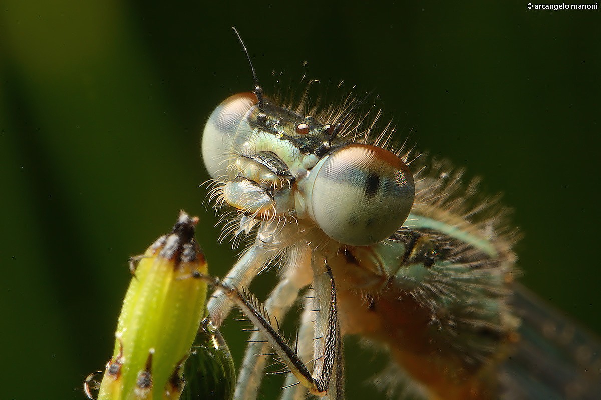 Microphotograph the dragonfly in freehand