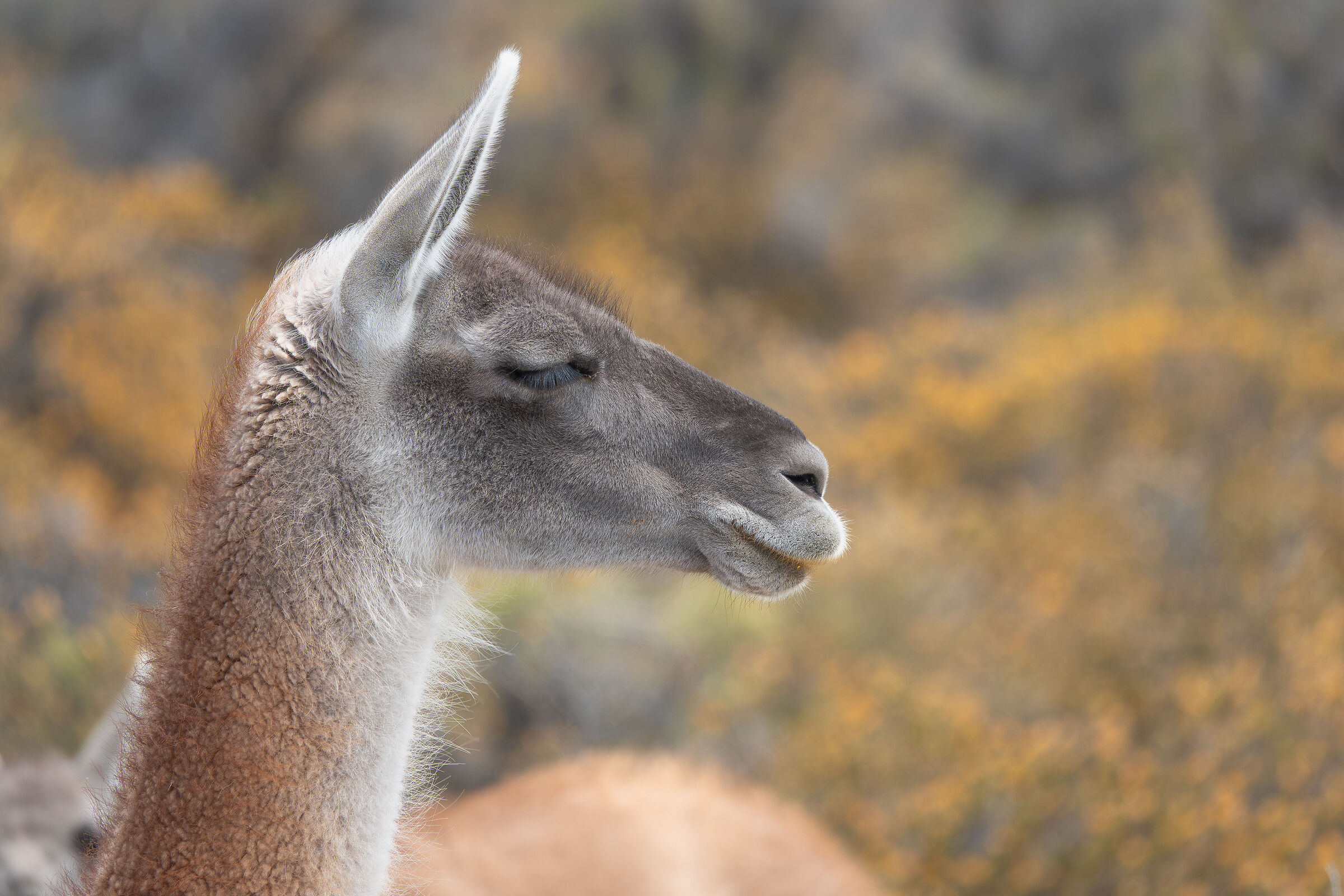 guanaco