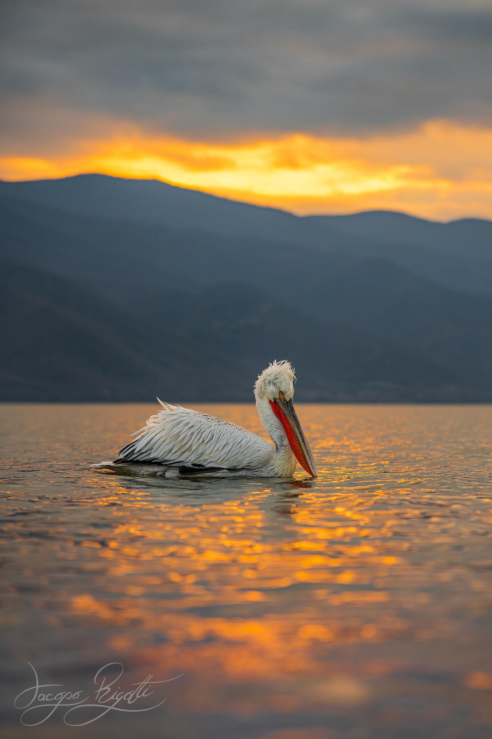 The elegant giant of Kerkini
