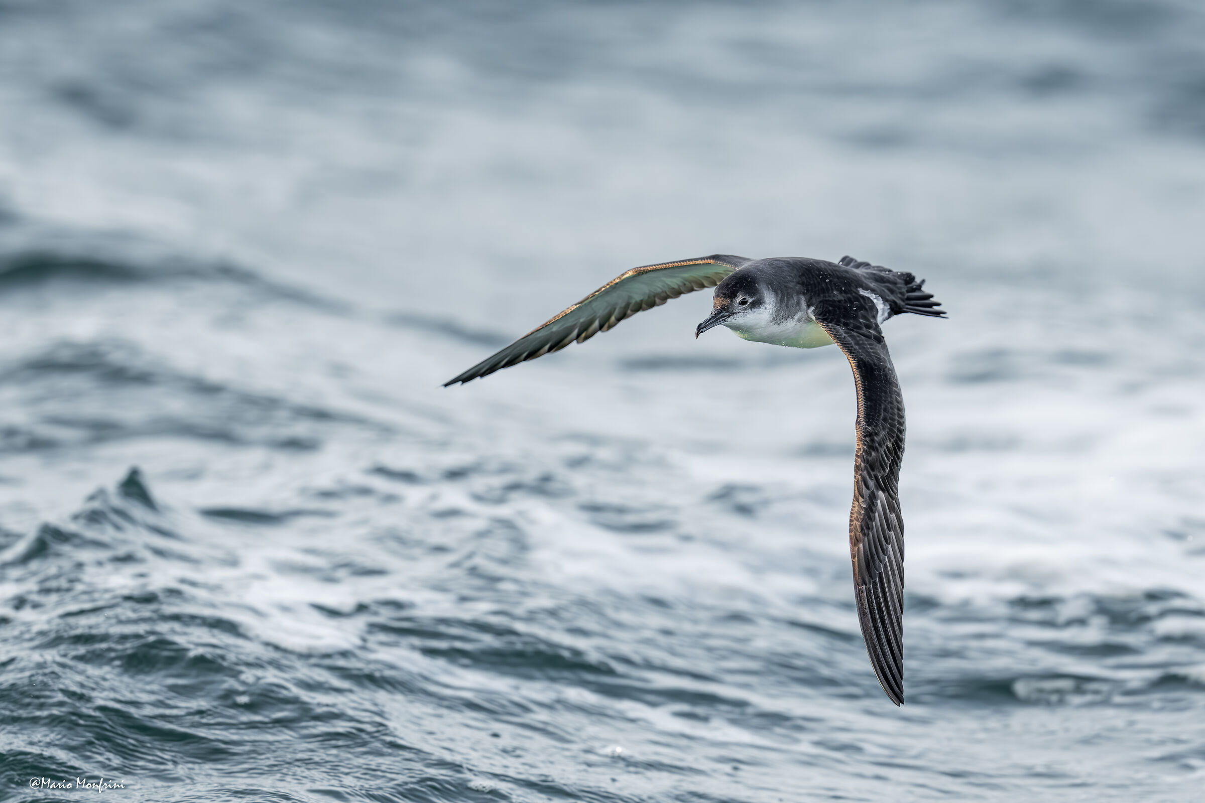 The elegance of the Cory's Shearwater