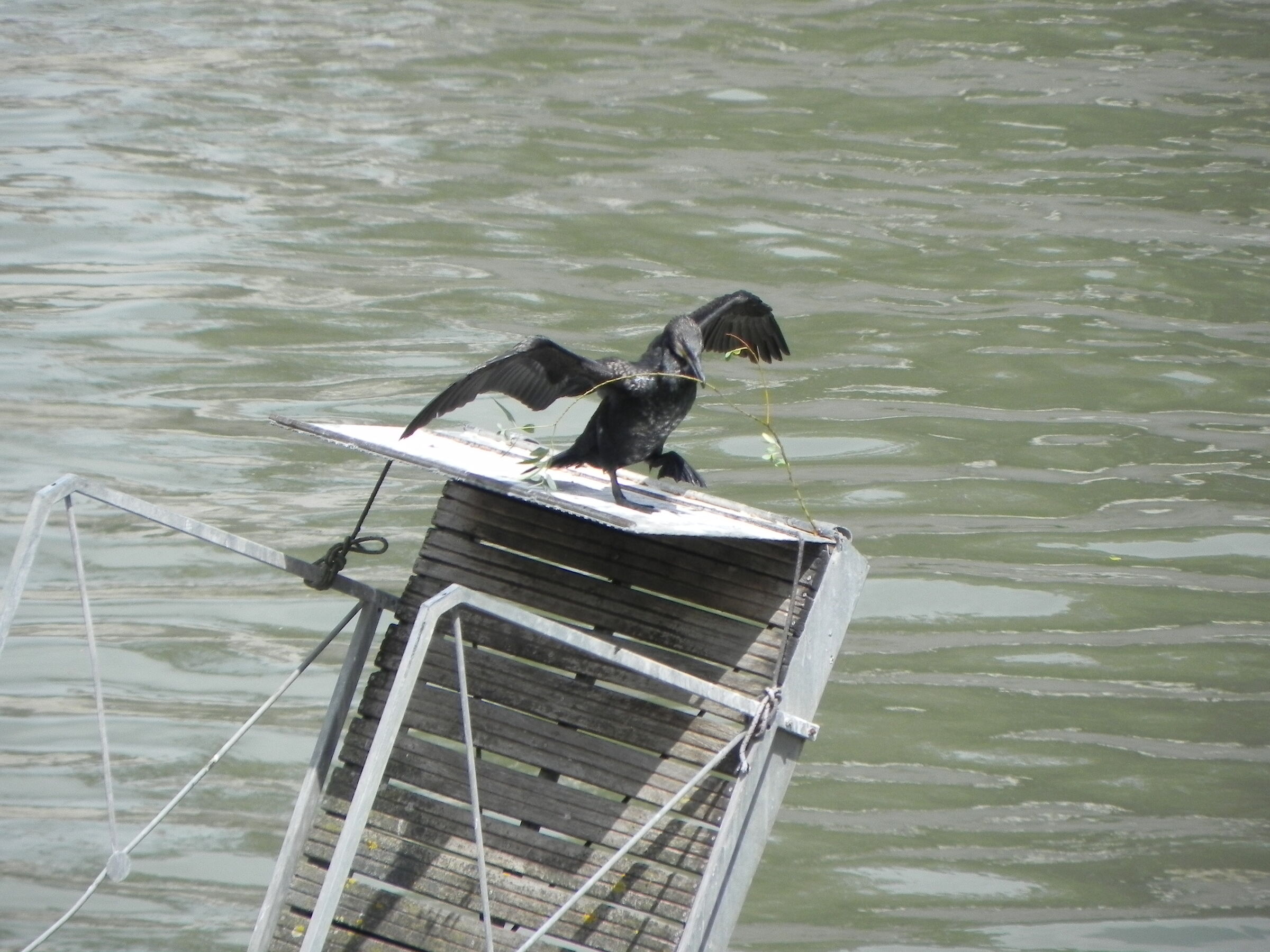 Adult cormorant