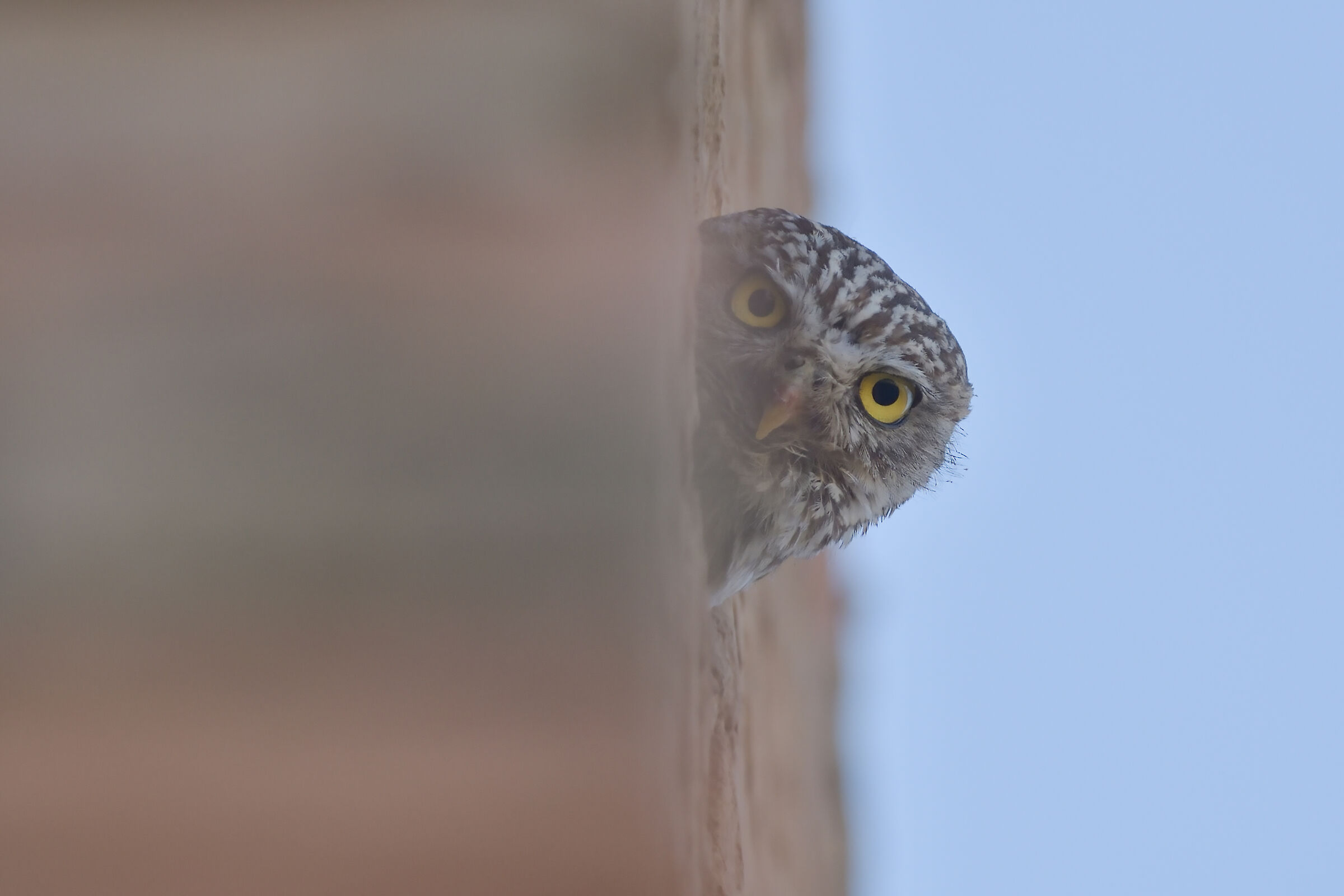 owl