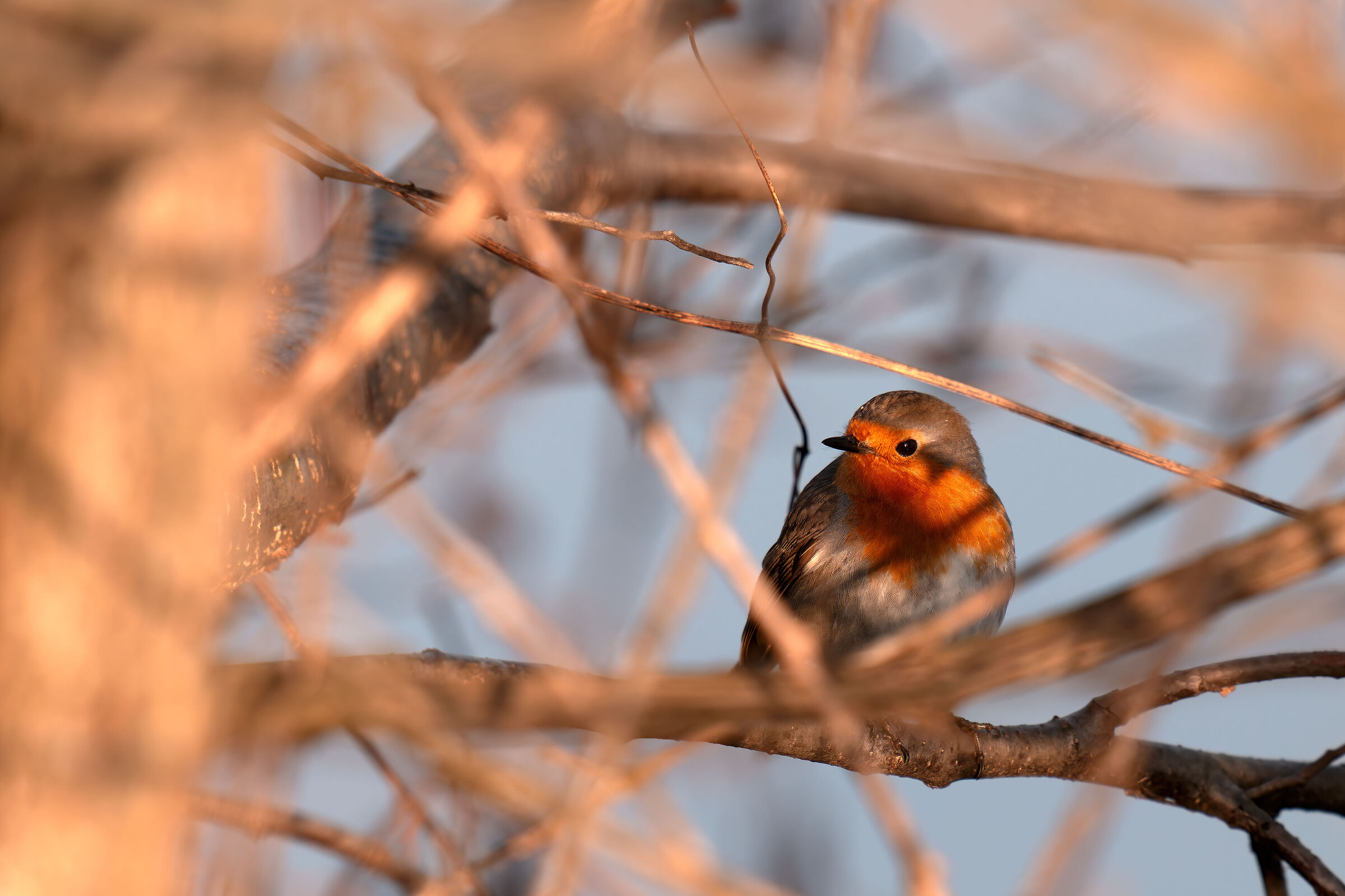 Robin among the twigs