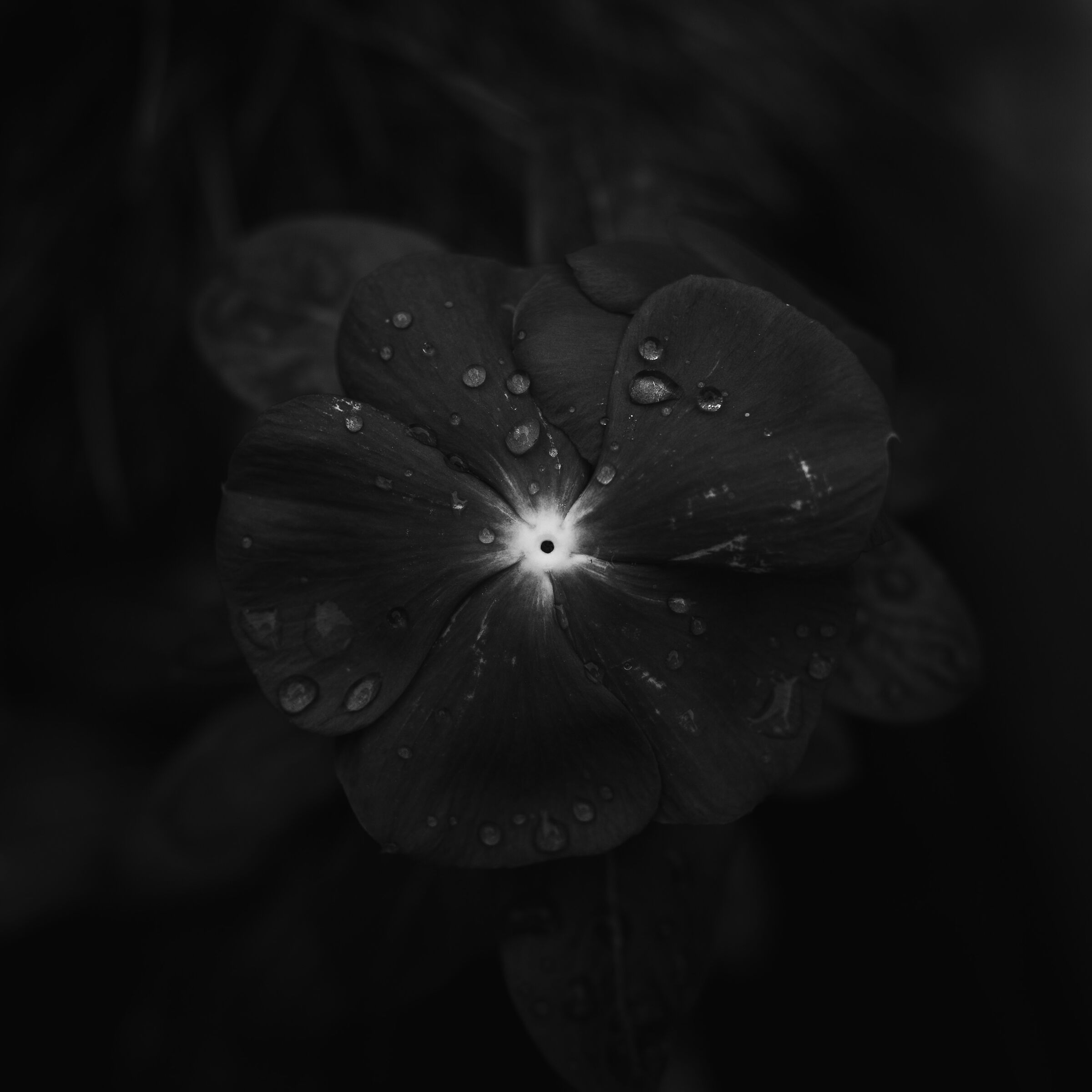 Pervinca dalla Valle d'Aosta