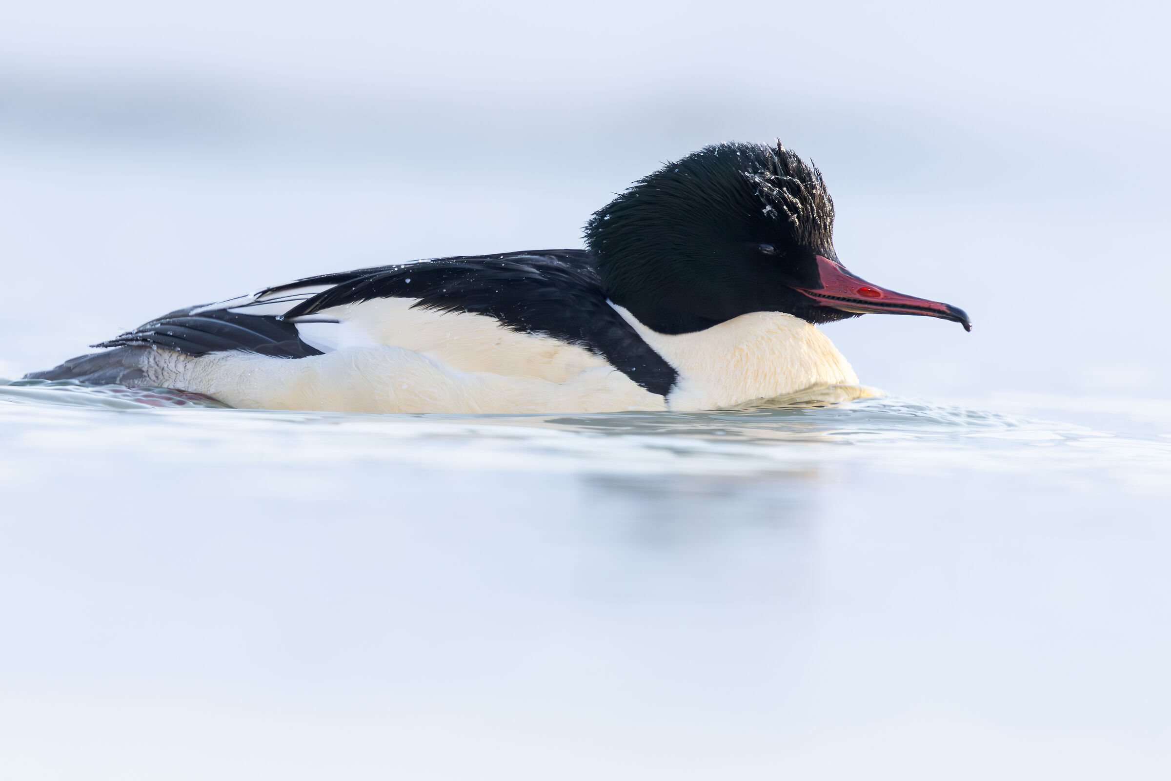 Mergus merganser