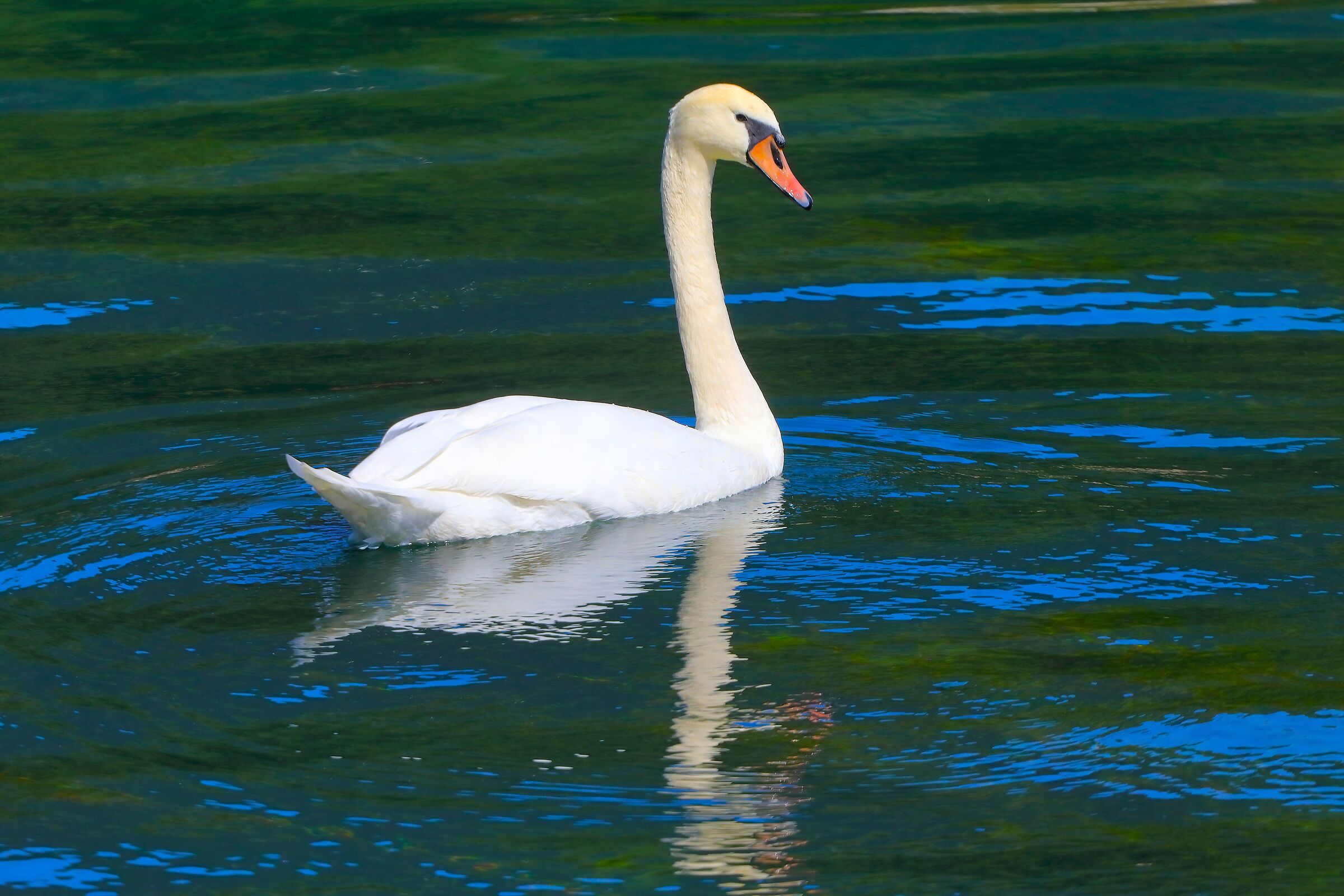Swan R 06 September 2025 - 0067