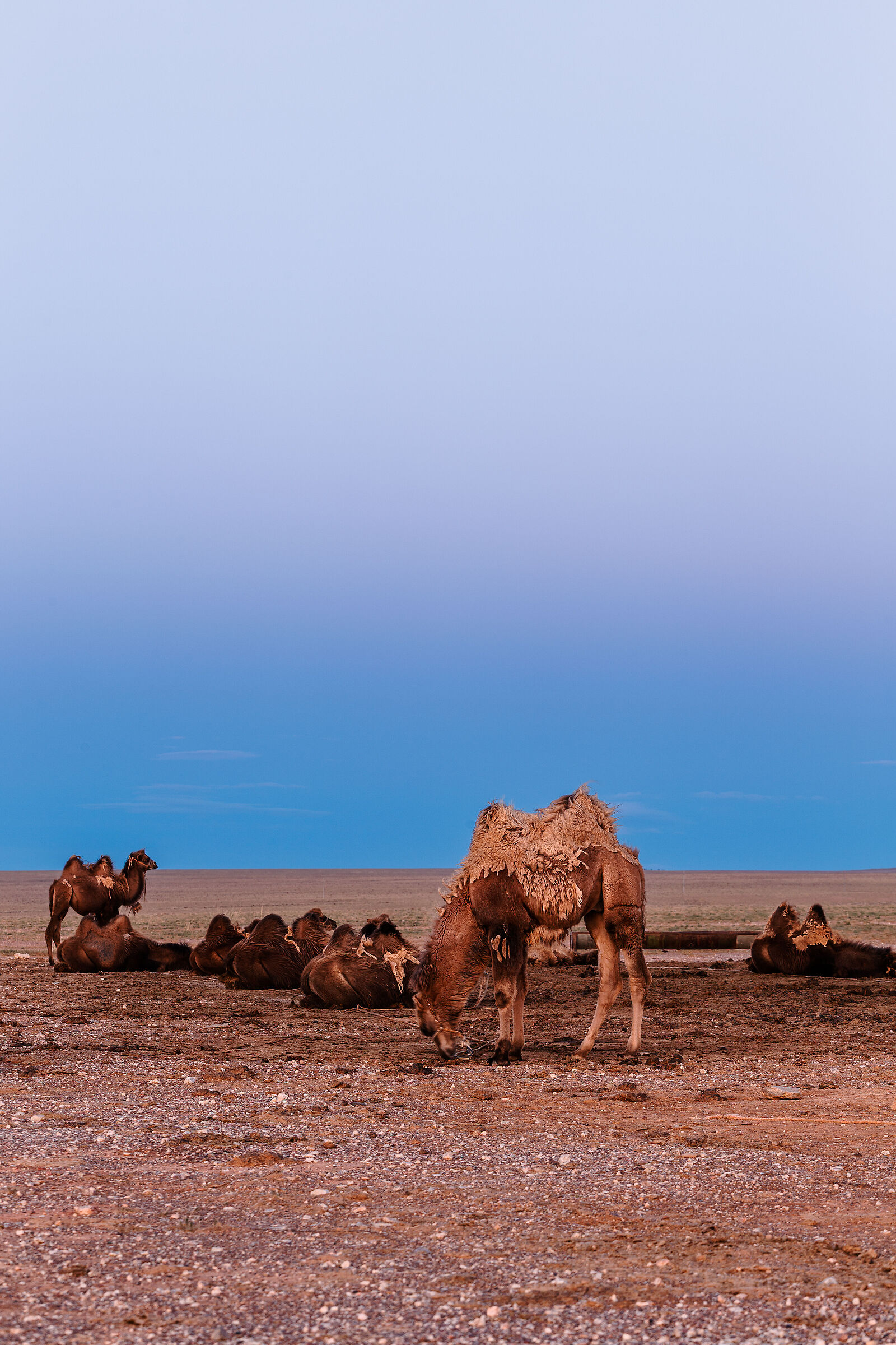 Mongolia_011