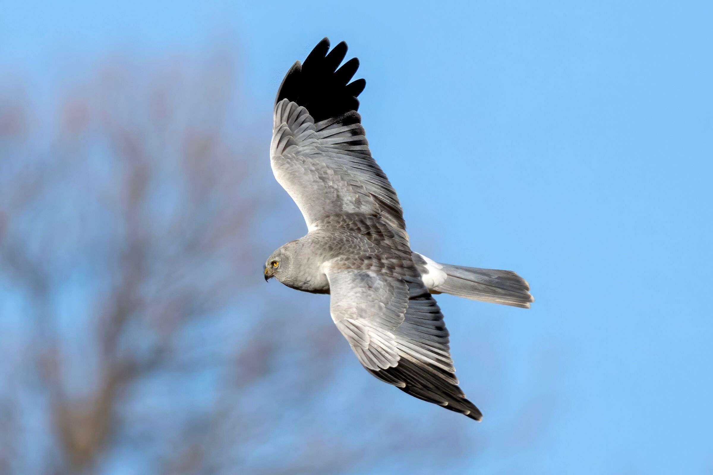 Hen Harrier (Circus cyaneus)
