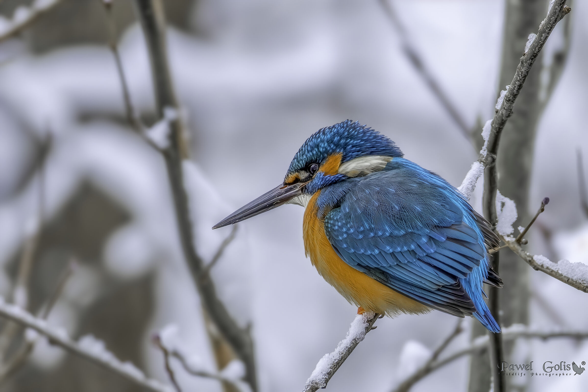 Kingfisher in the snow (Alcedo atthis)