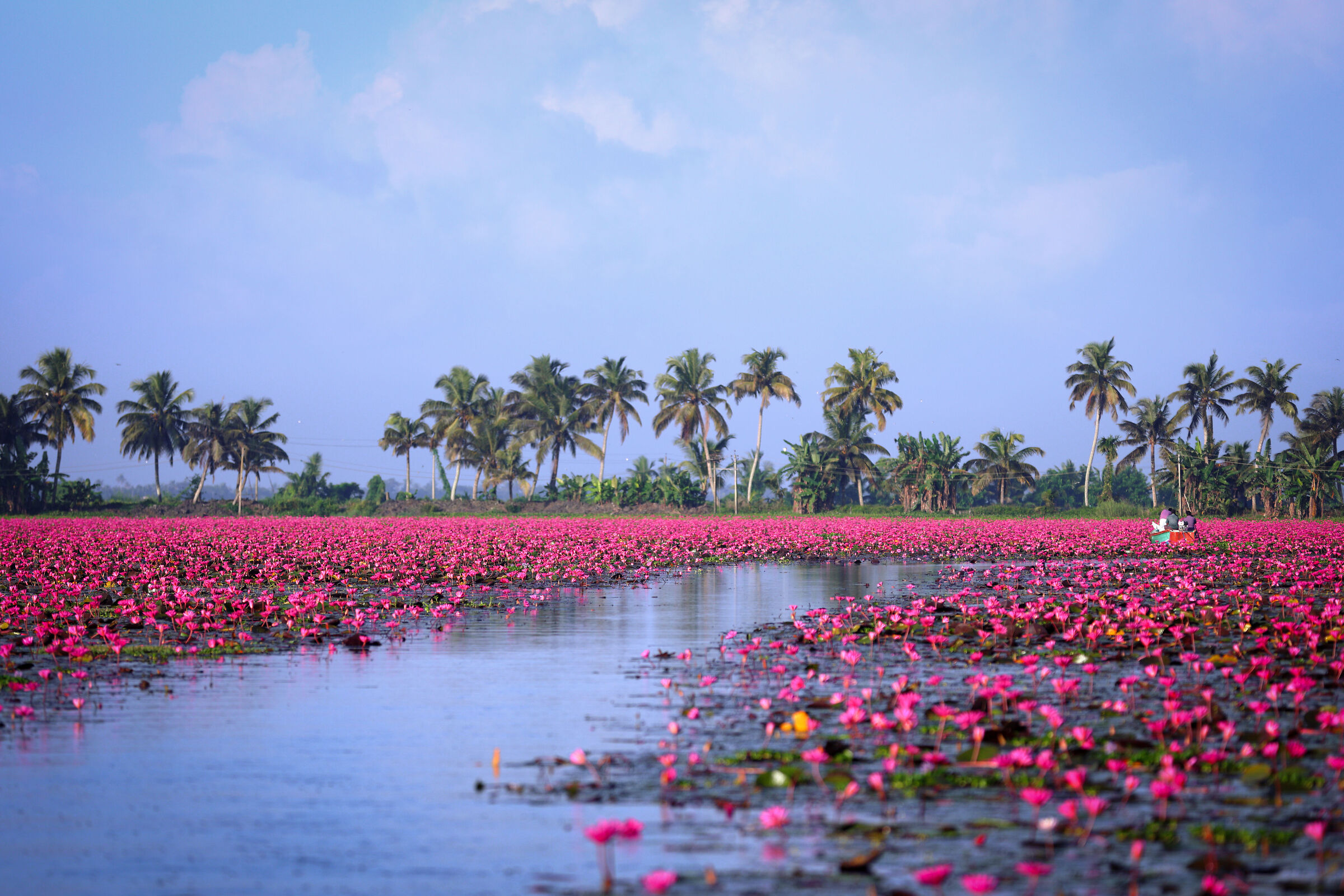 Ninfee, Kerala, India