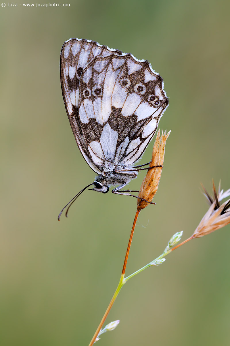 Melanargia galathea, 017,189