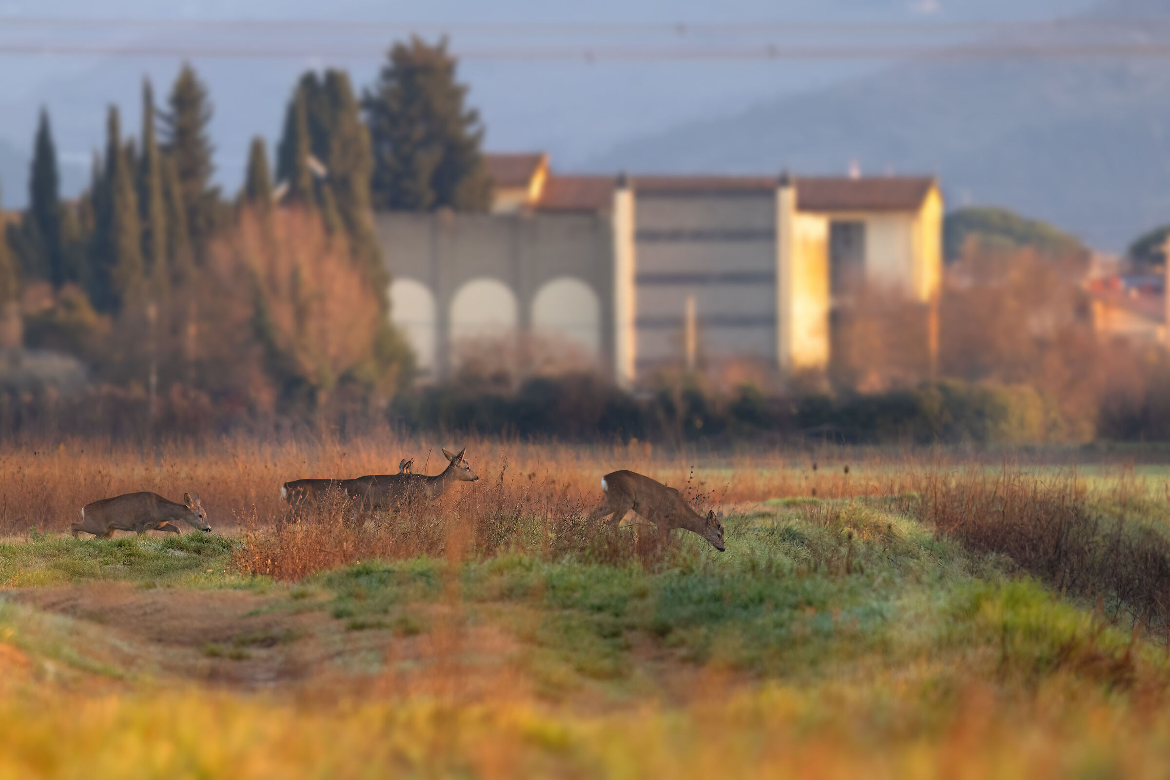 Peri-urban roe deer (December 2025 - Tuscany)