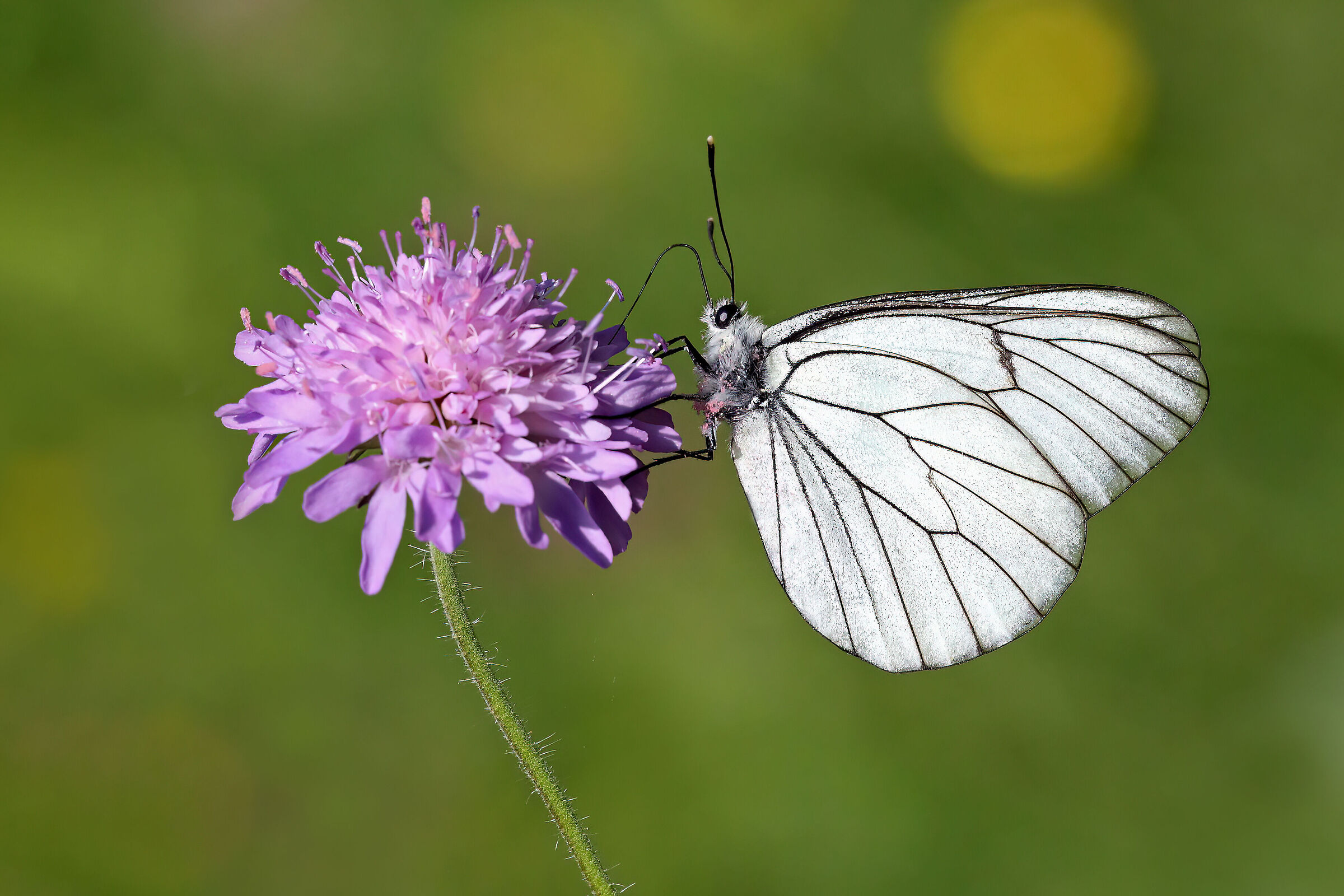 Aporia crataegi (Es. maschio)