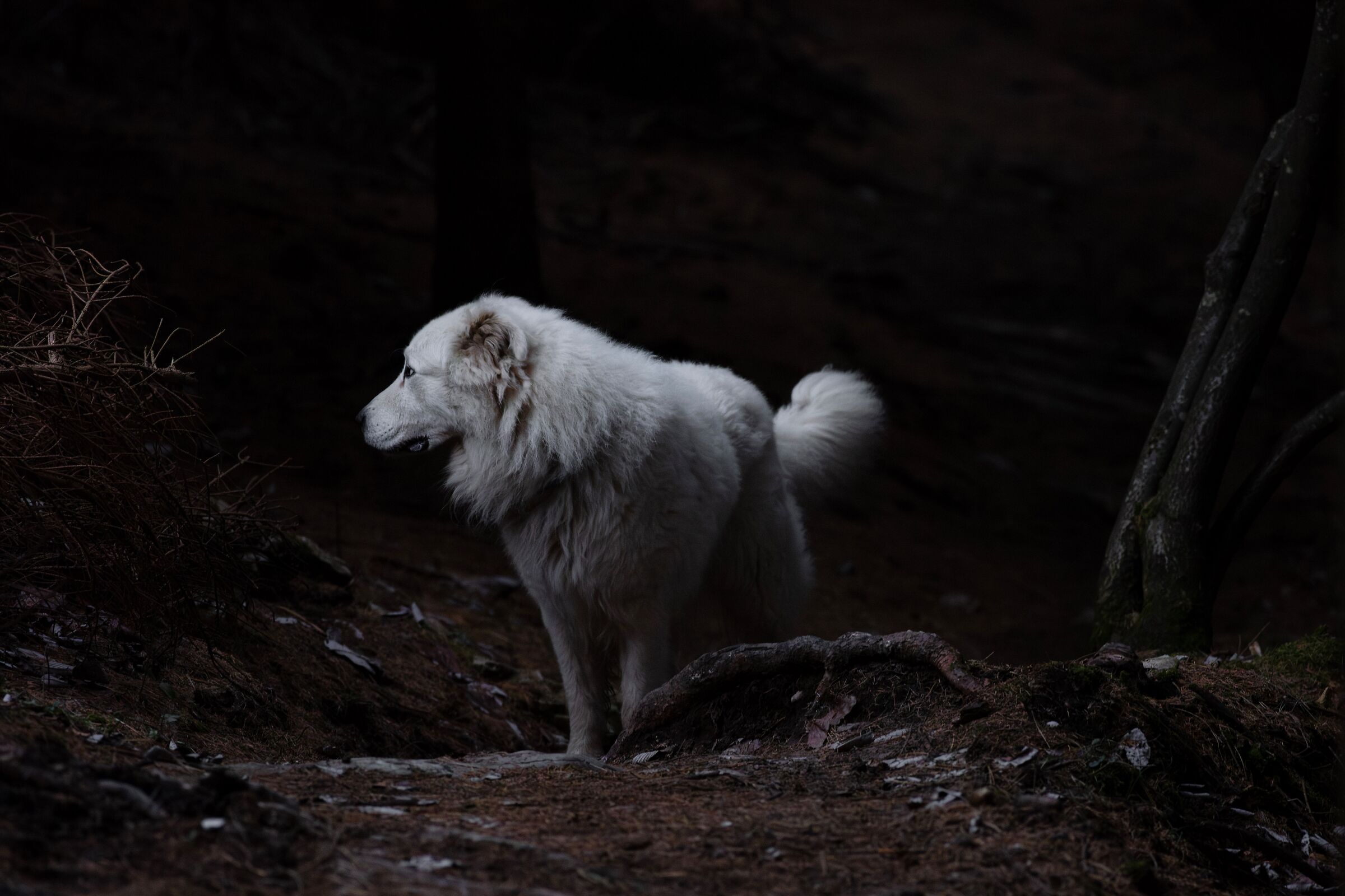 Ares