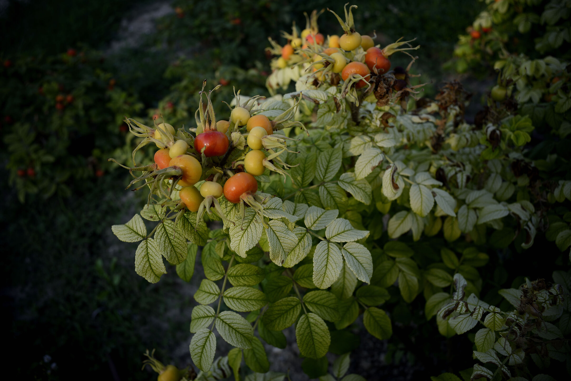 Rose Garden of Santa Giustina - Padua