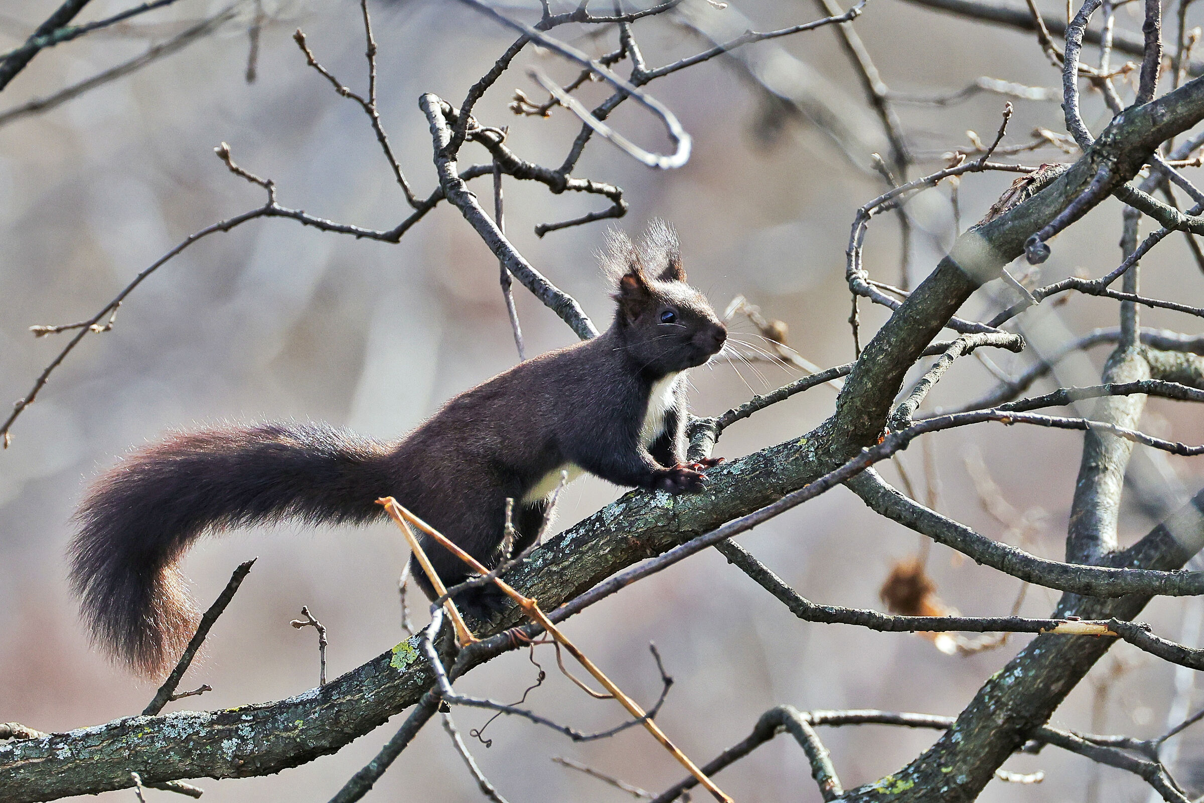 Sciurus vulgaris