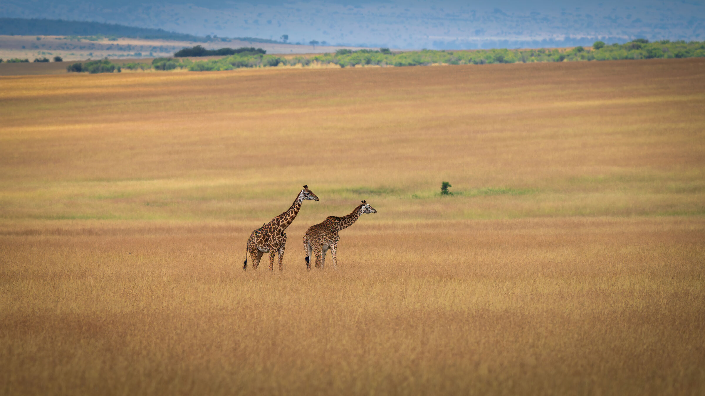 The Masai Mara