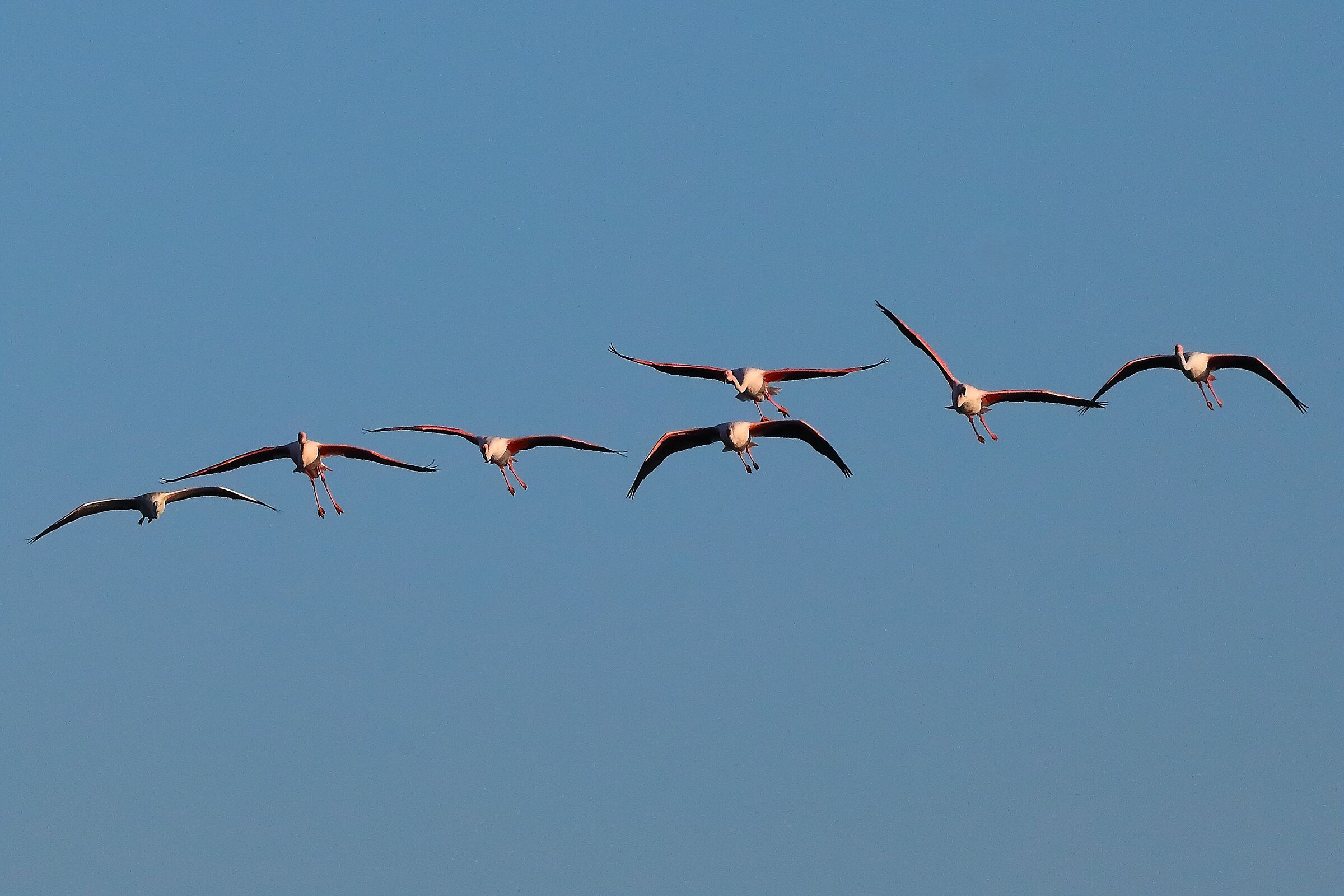 Fenicotteri 08 ottobre 2025 - 0657