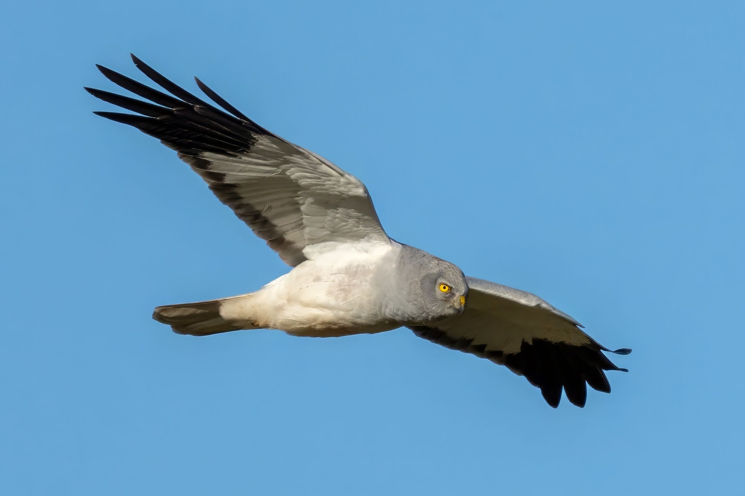 Hen Harrier (Circus cyaneus)