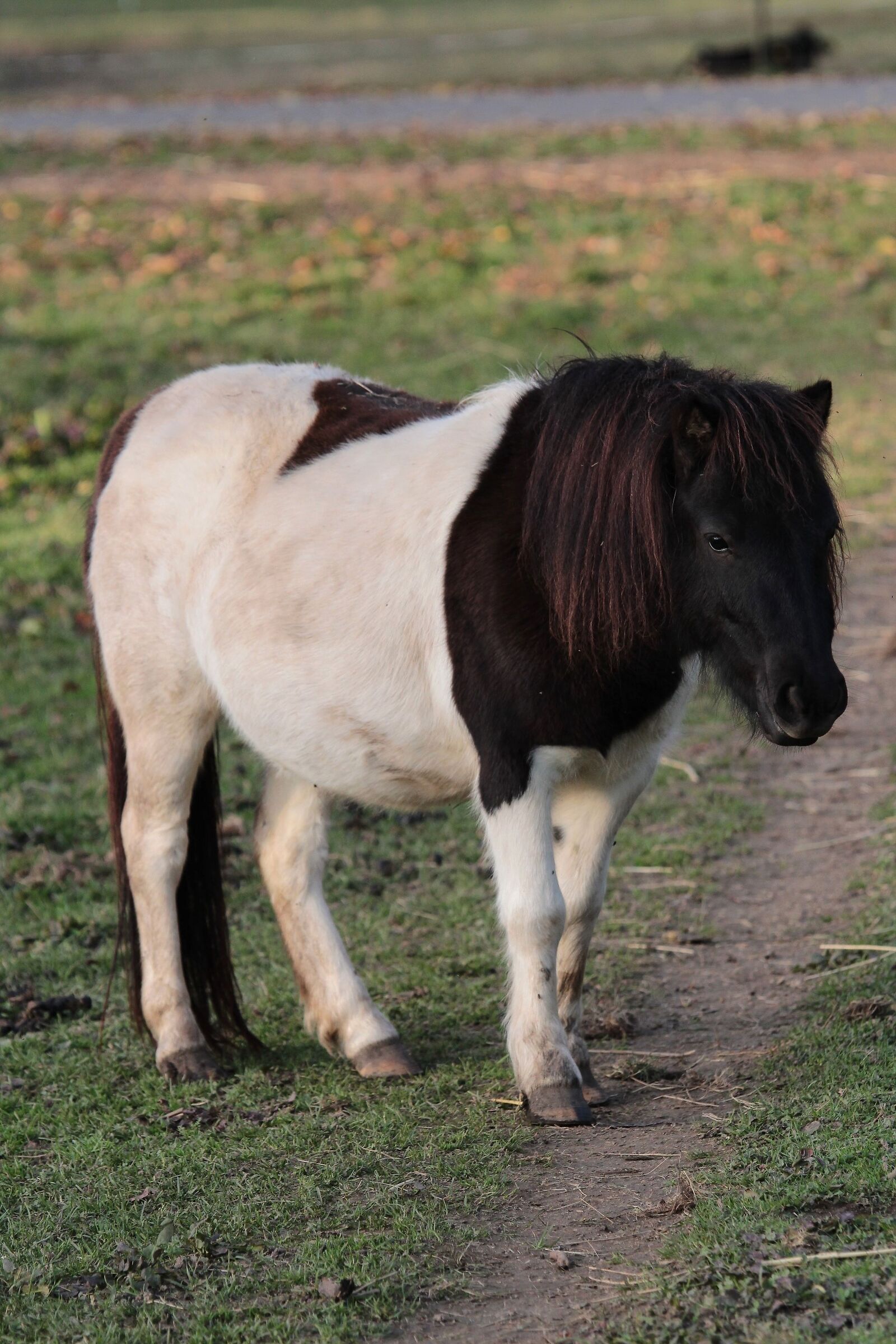 Pony grassottello