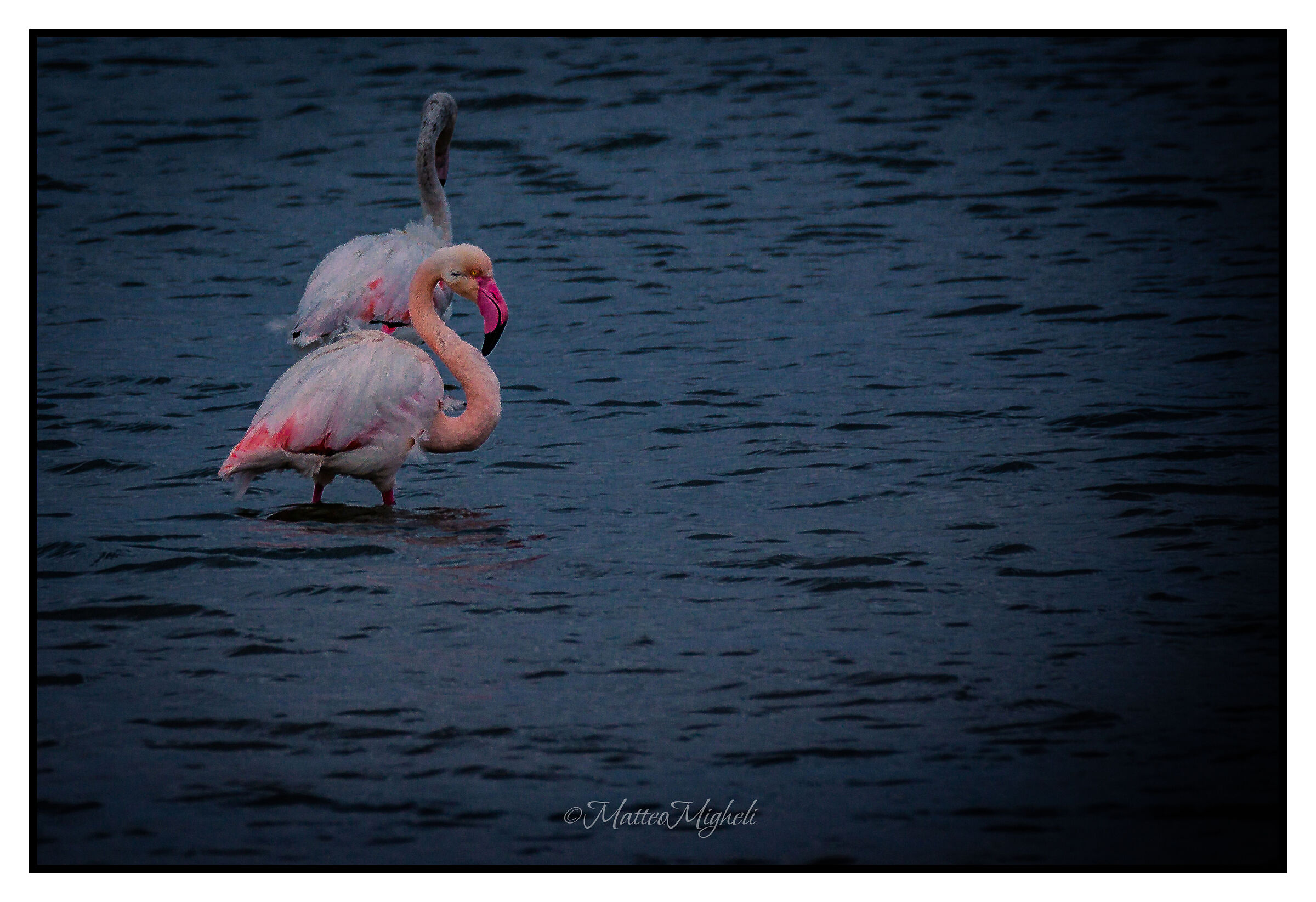 Flamingos