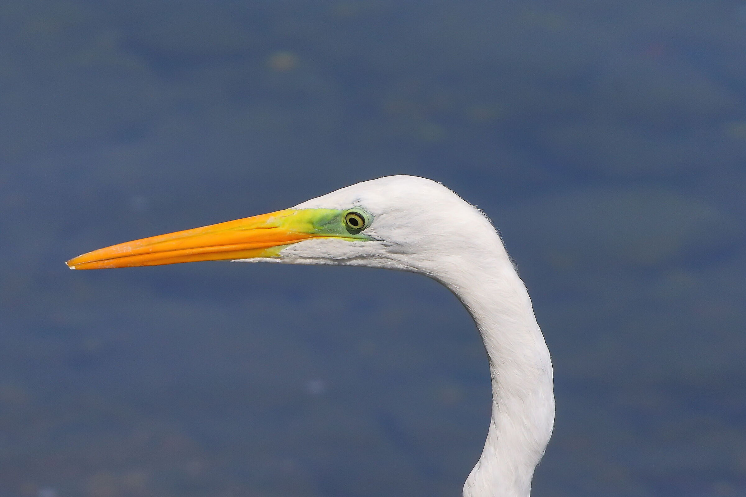 ABM 06 settembre 2025 - 0082