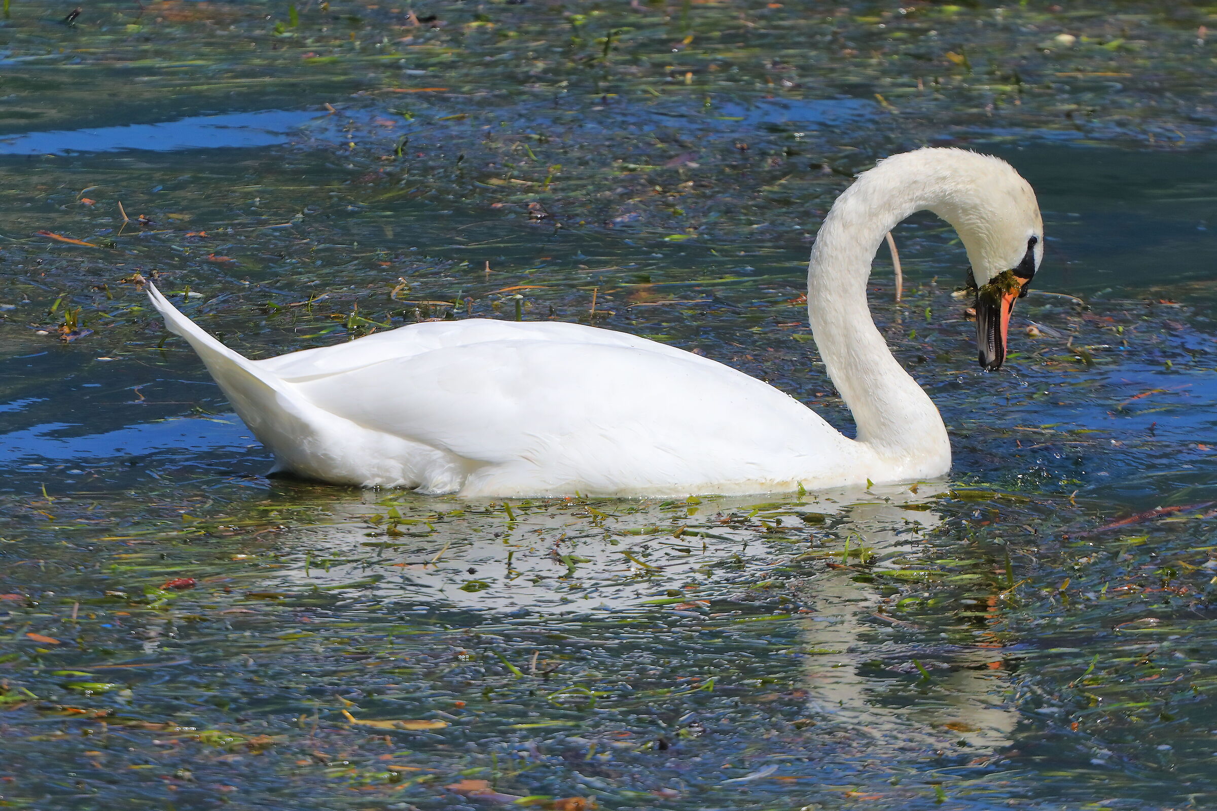 Cigno R 06 settembre 2025 - 0086