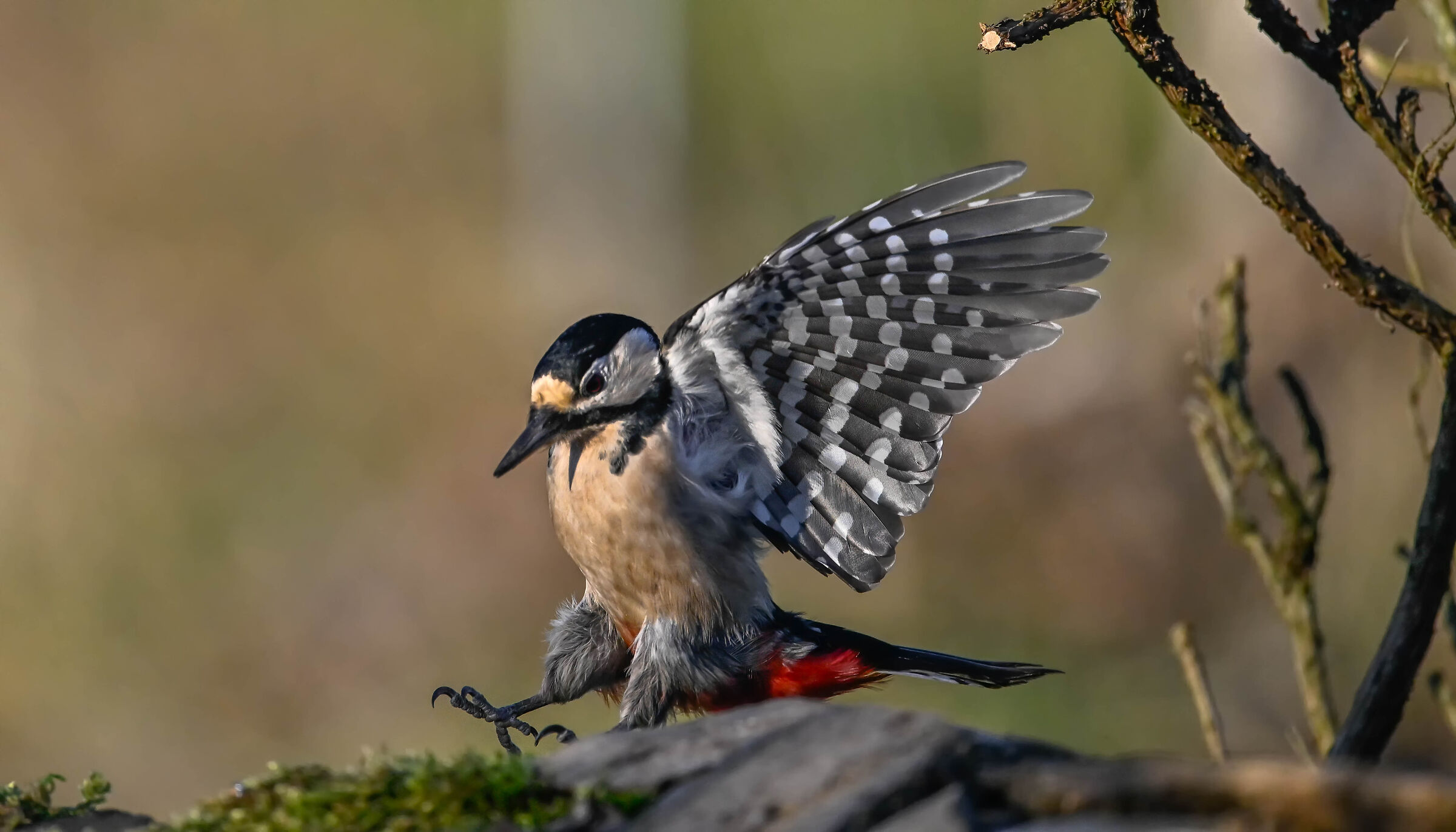 Spotted woodpecker #capannocora