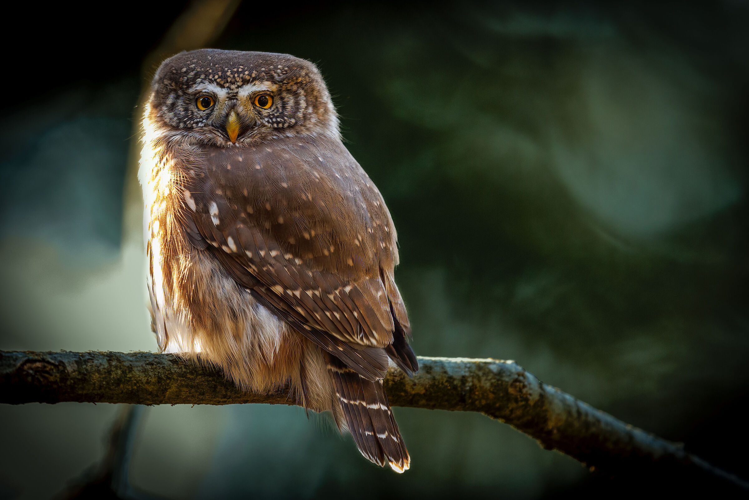 Civetta nana - Glaucidium passerinum