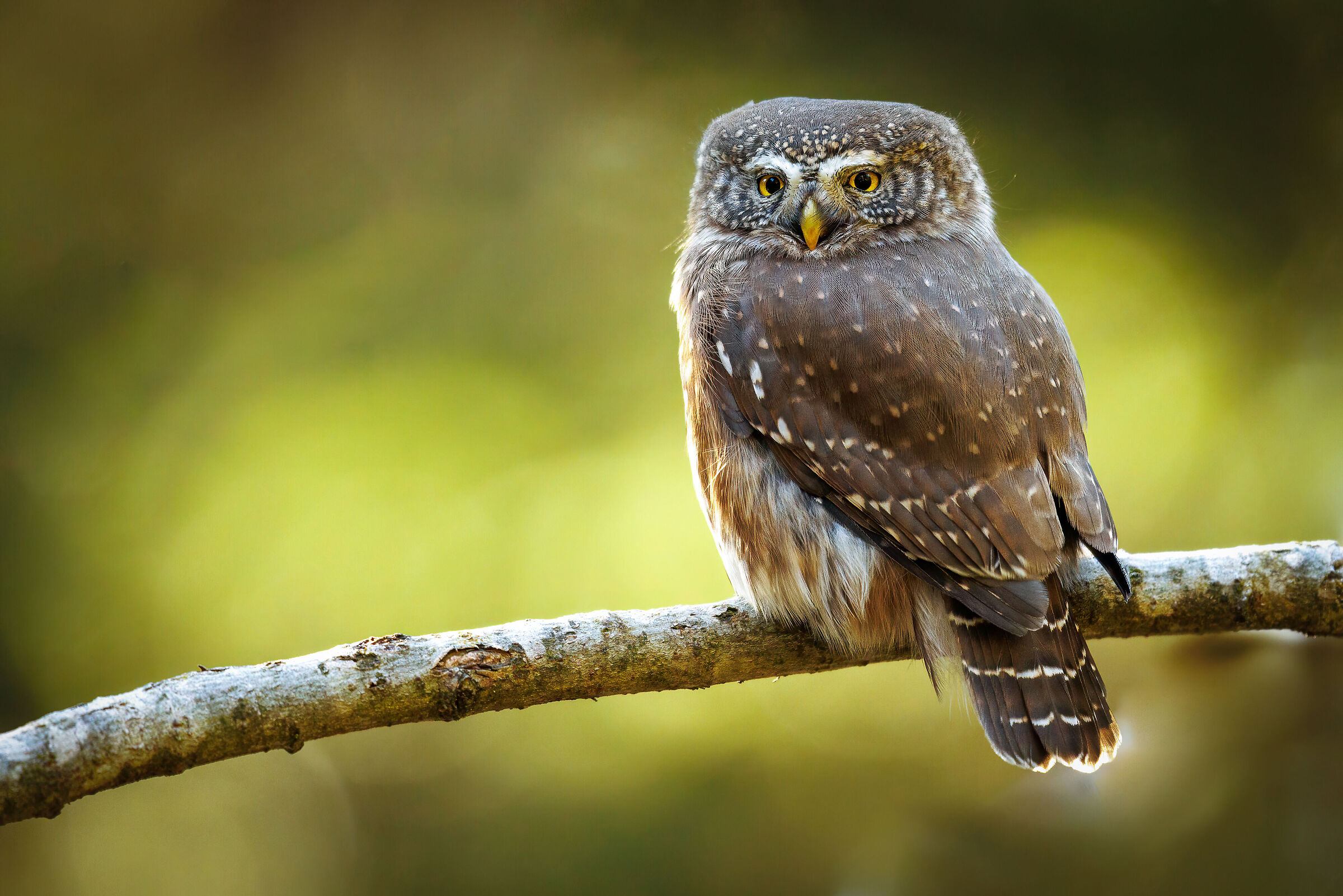 Civetta nana - Glaucidium passerinum