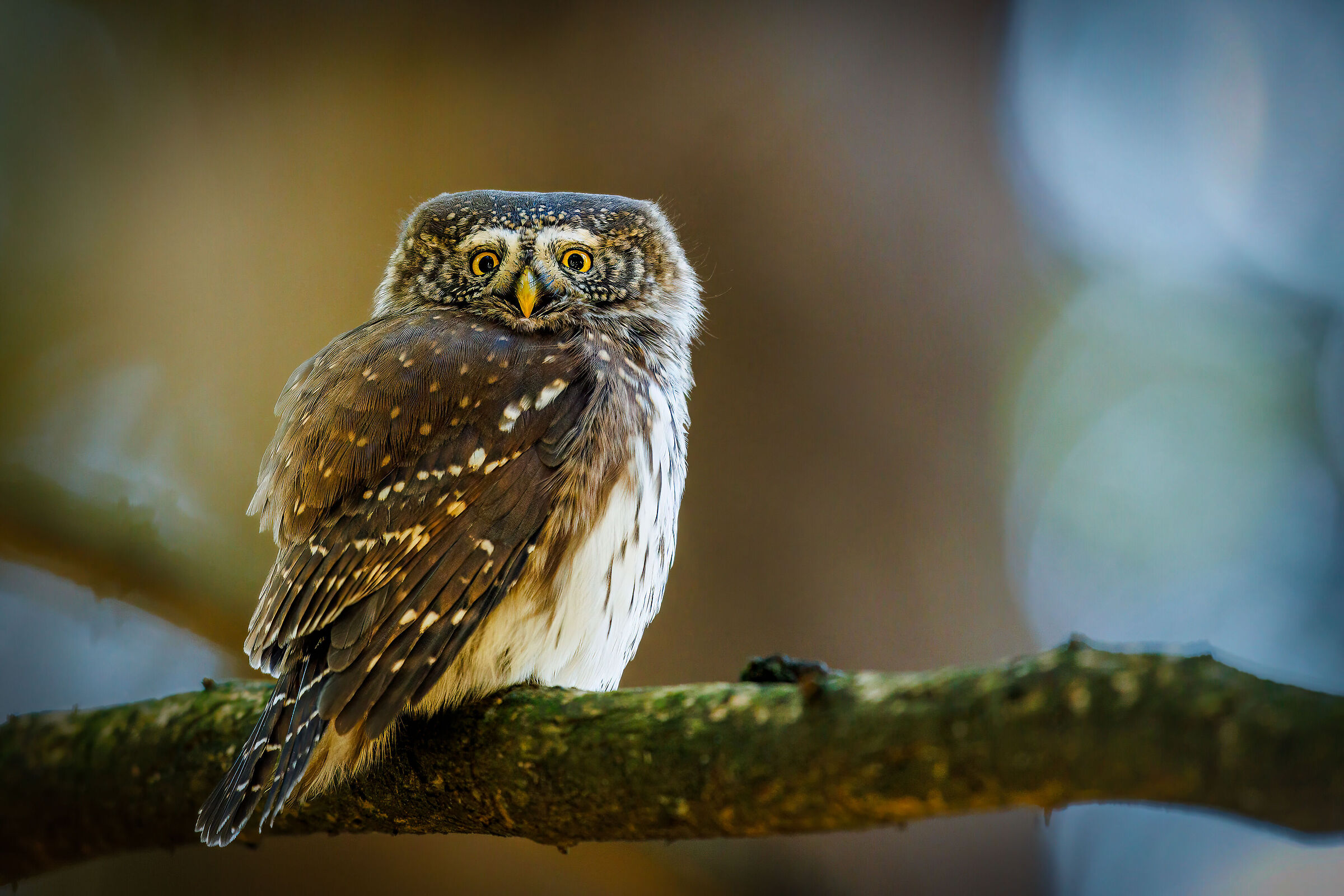 Civetta nana - Glaucidium passerinum