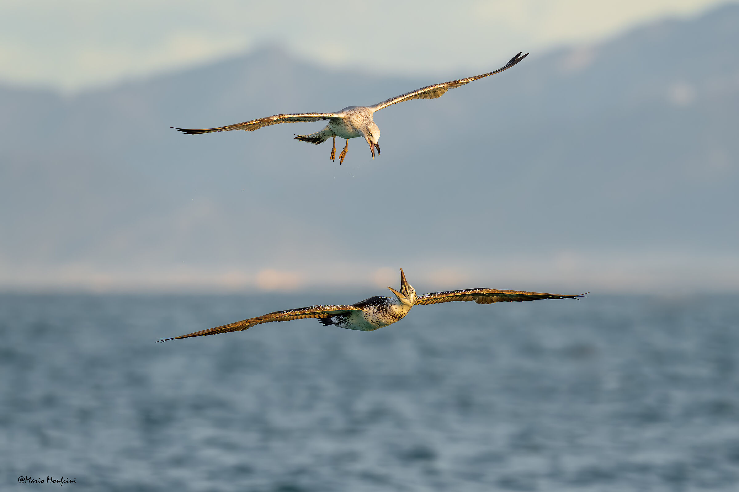 Quarrel on the high seas