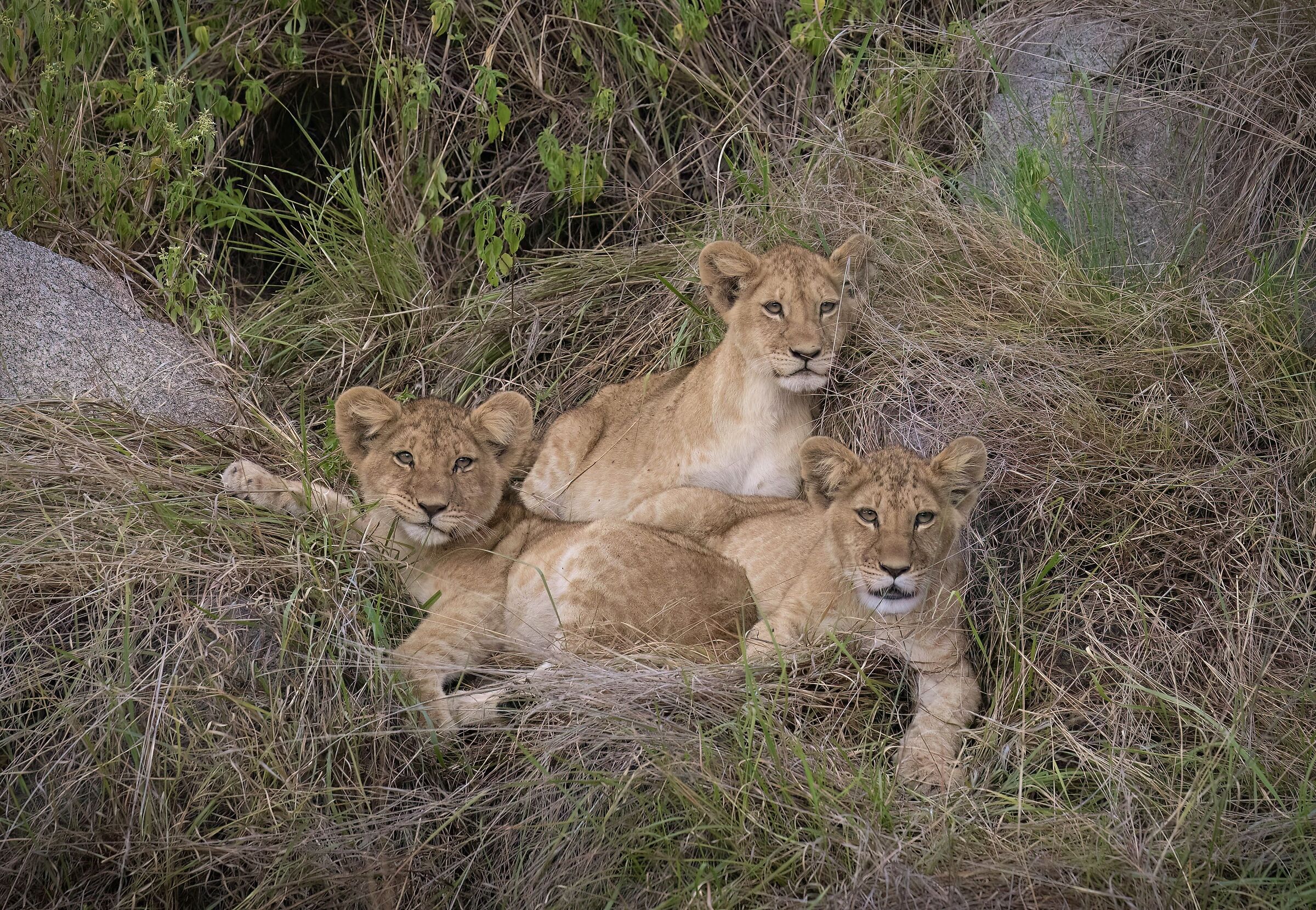 Stop for a moment. Look at me. Ok thank you.