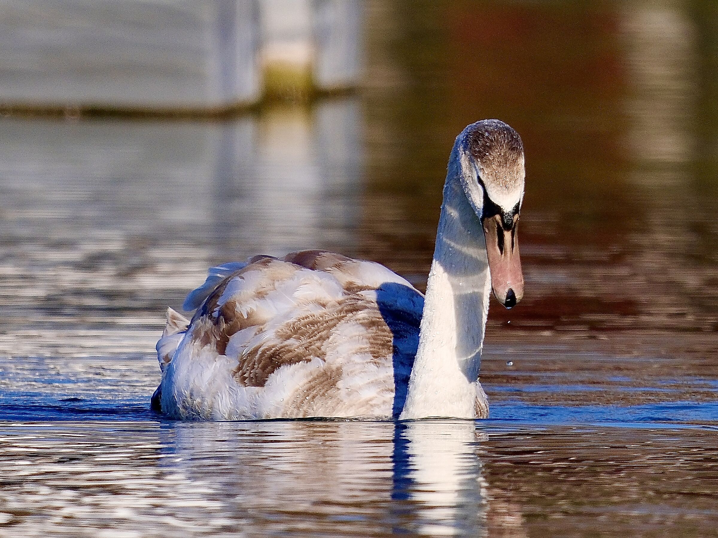 Cigno “maculato”