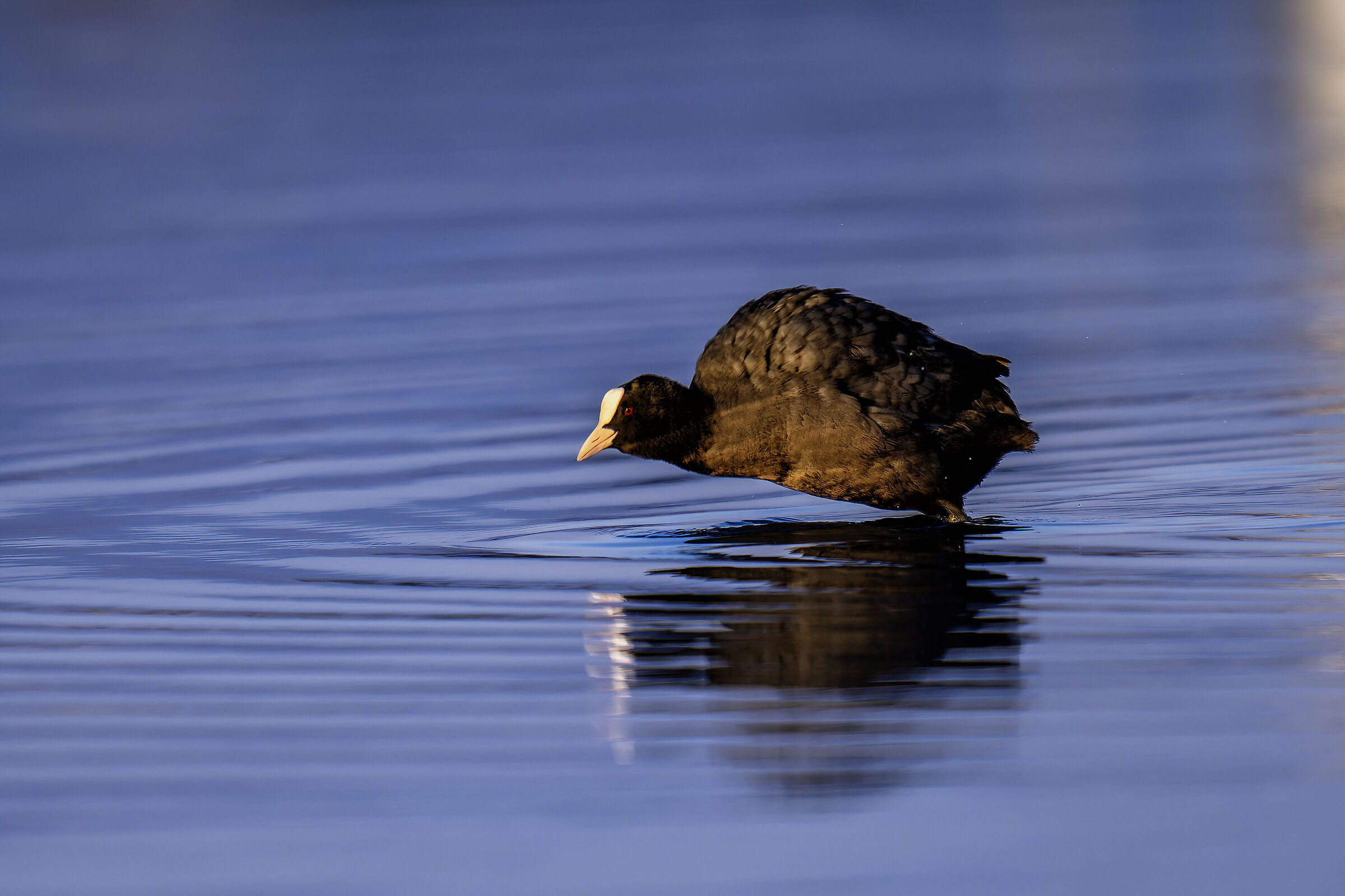 Coot at sunset in action