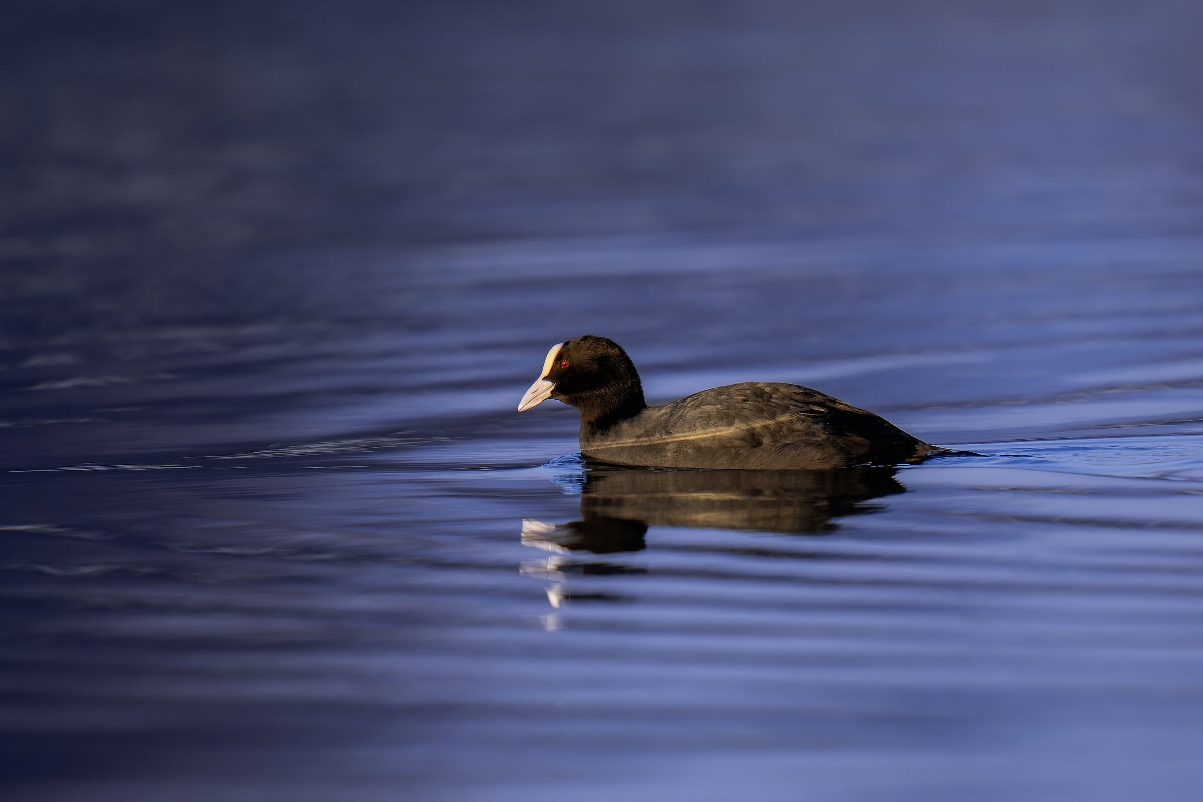 Simple Coot Processing B