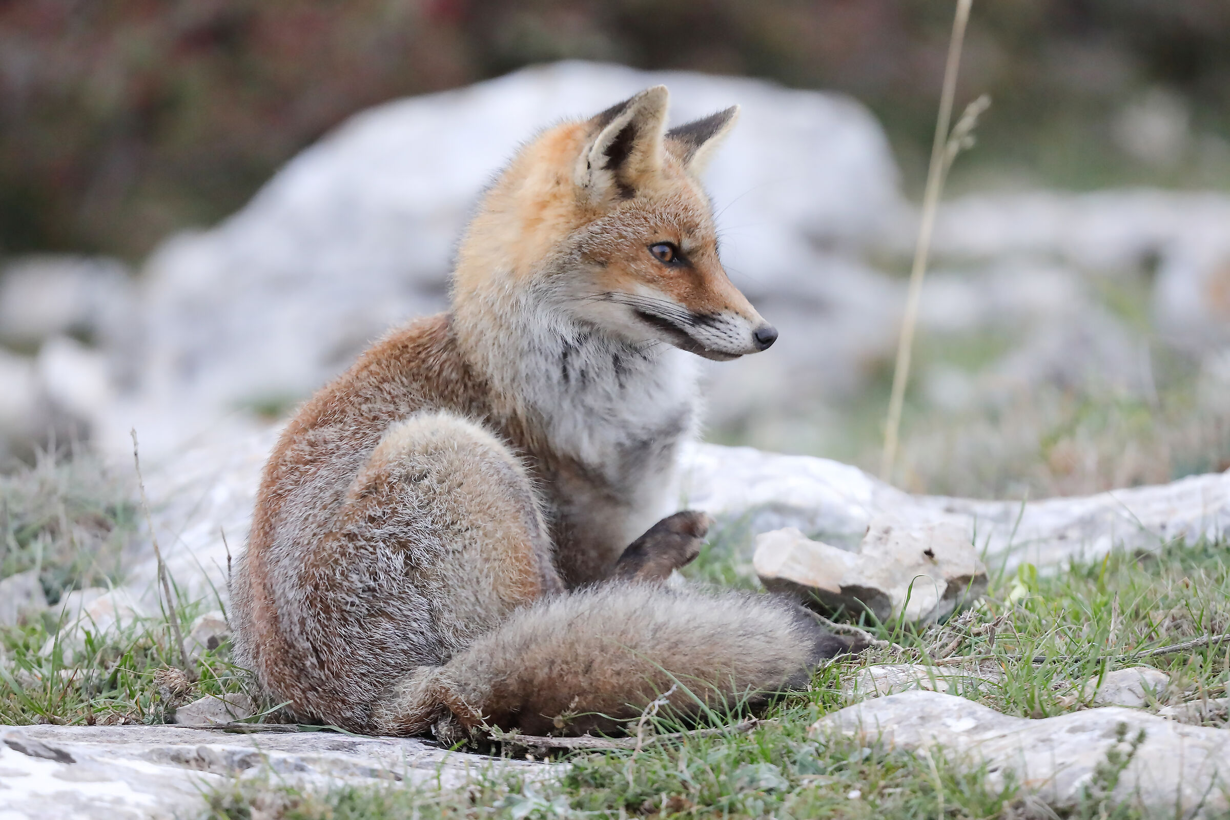 fox