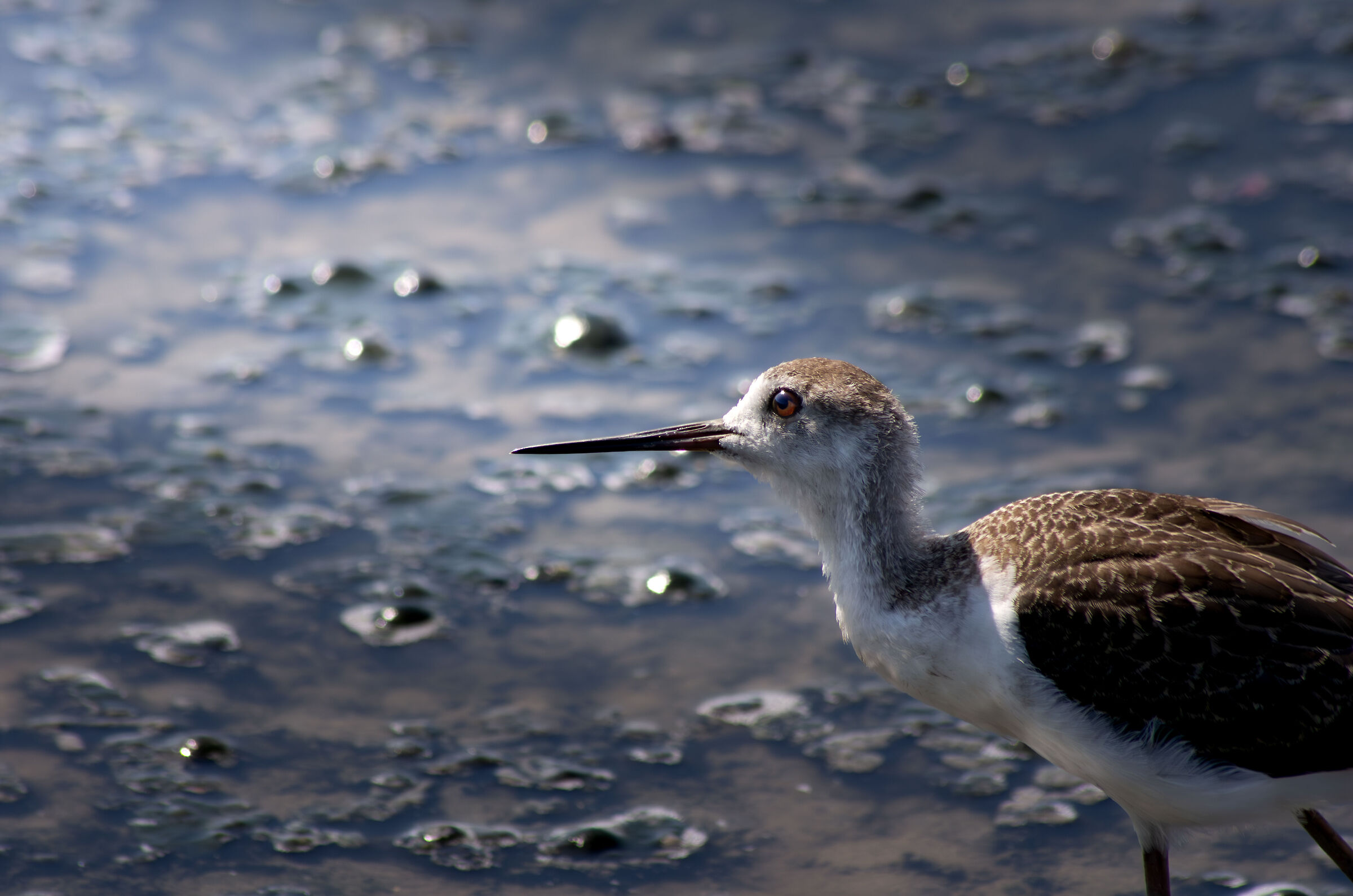 Black-winged Stilt