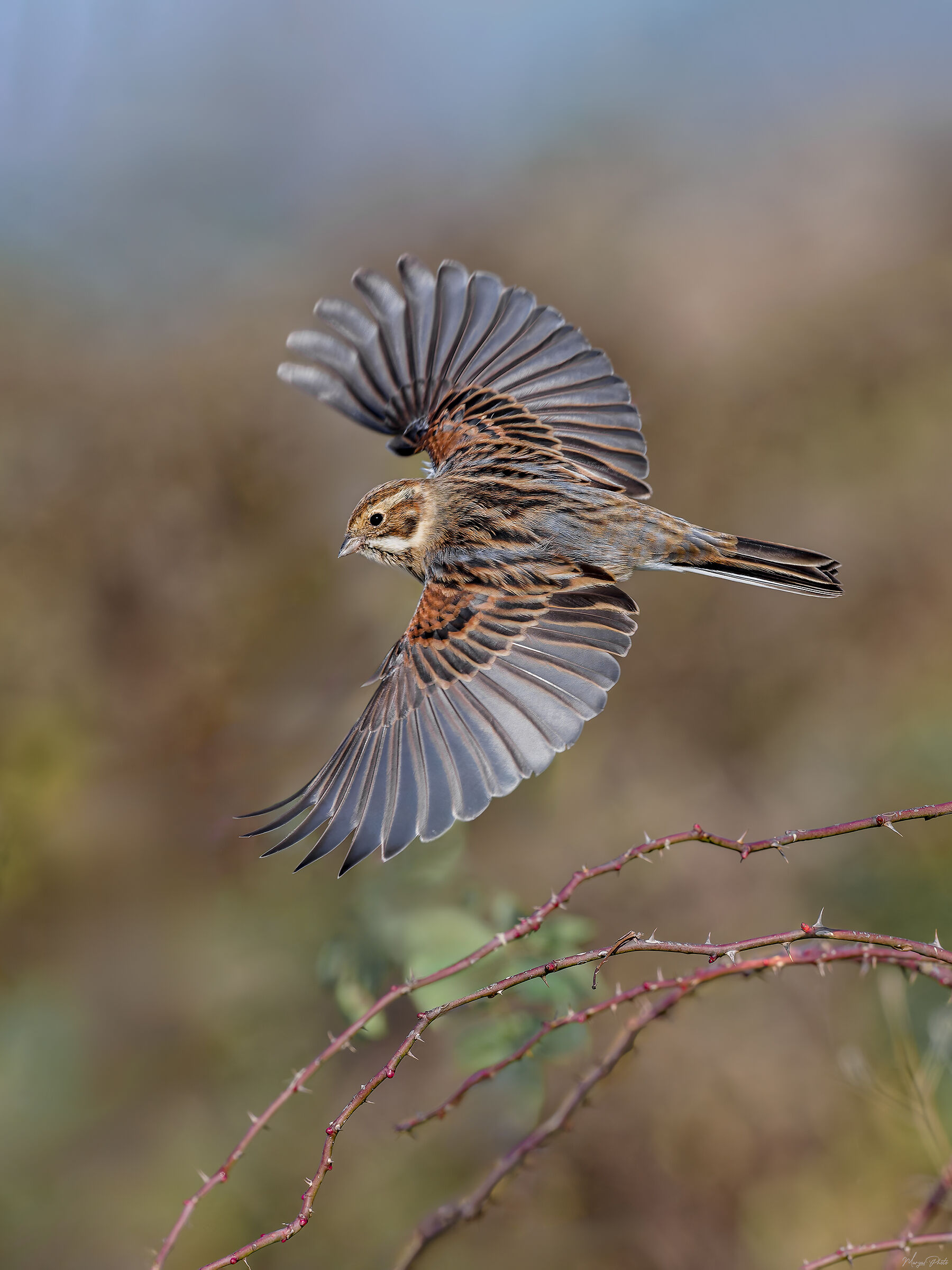 Migliarino di palude