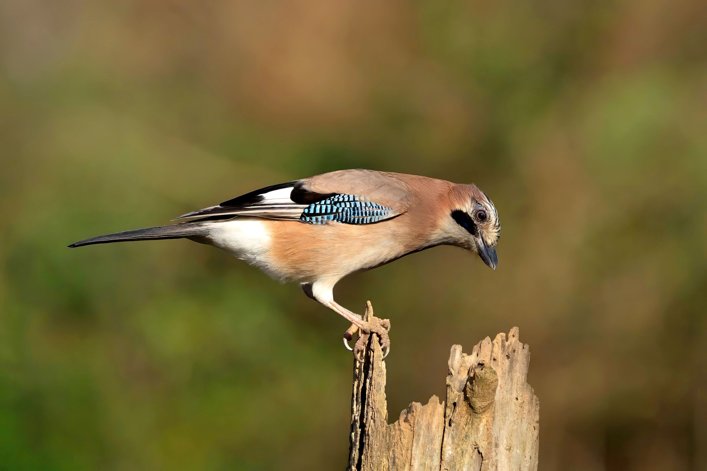 Jay (Garrulus glandarius)