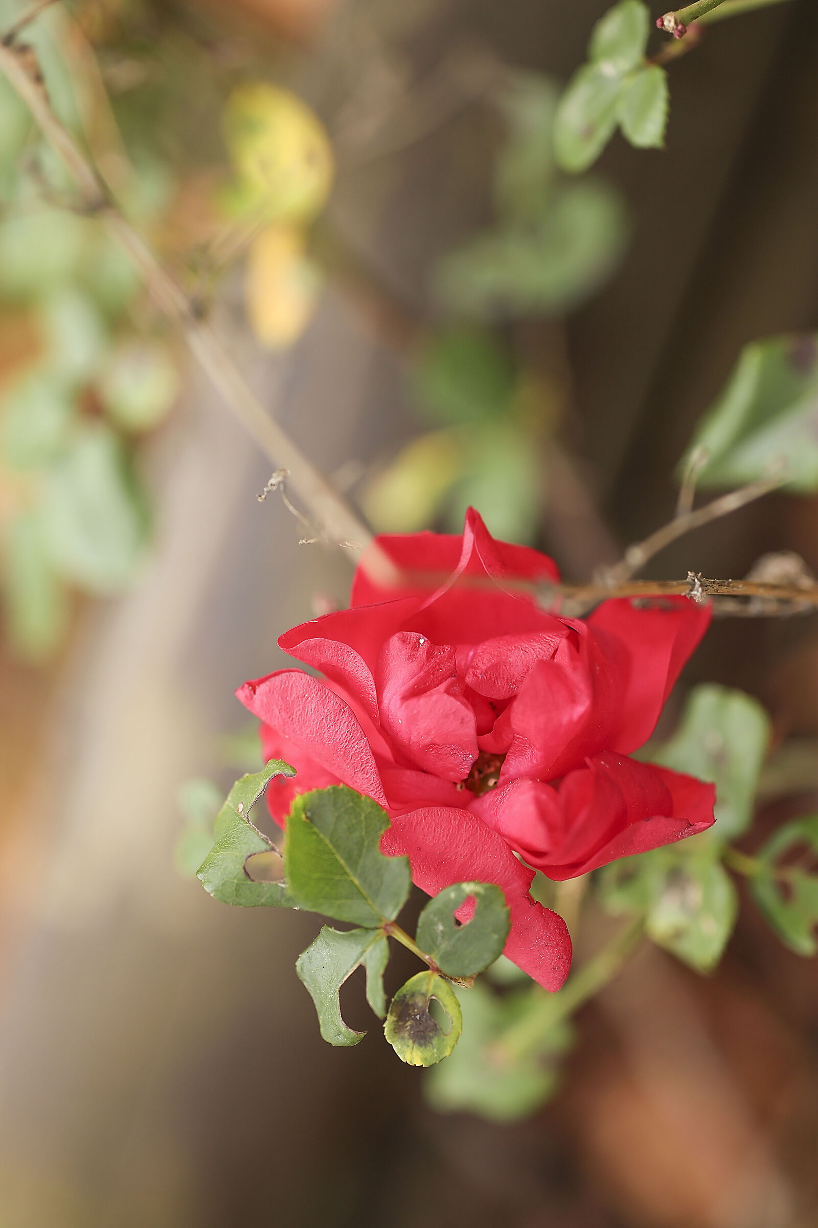 Semplicemente "Rosa"