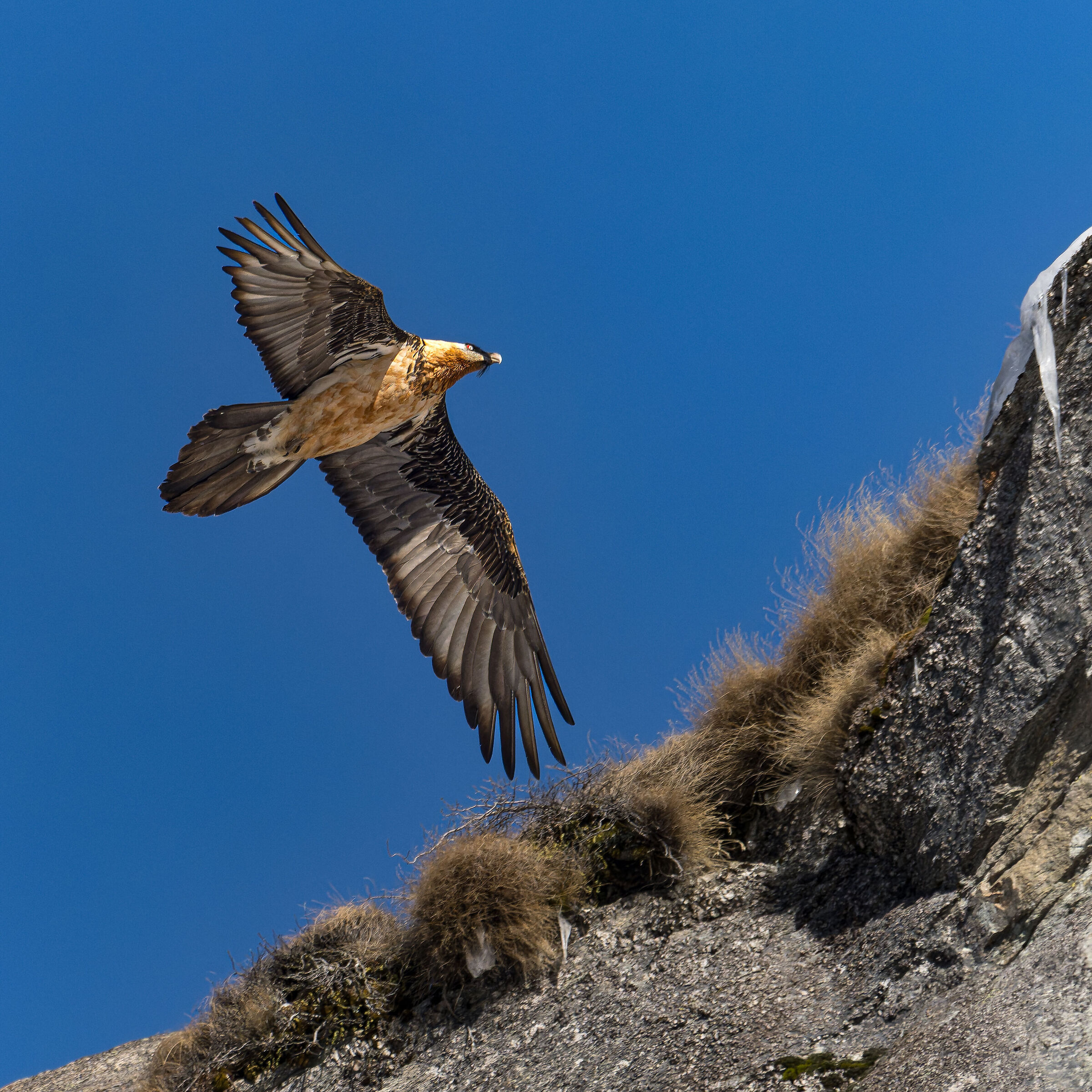 Gypaetus Barbatus - Parco Nazionale Gran Paradiso