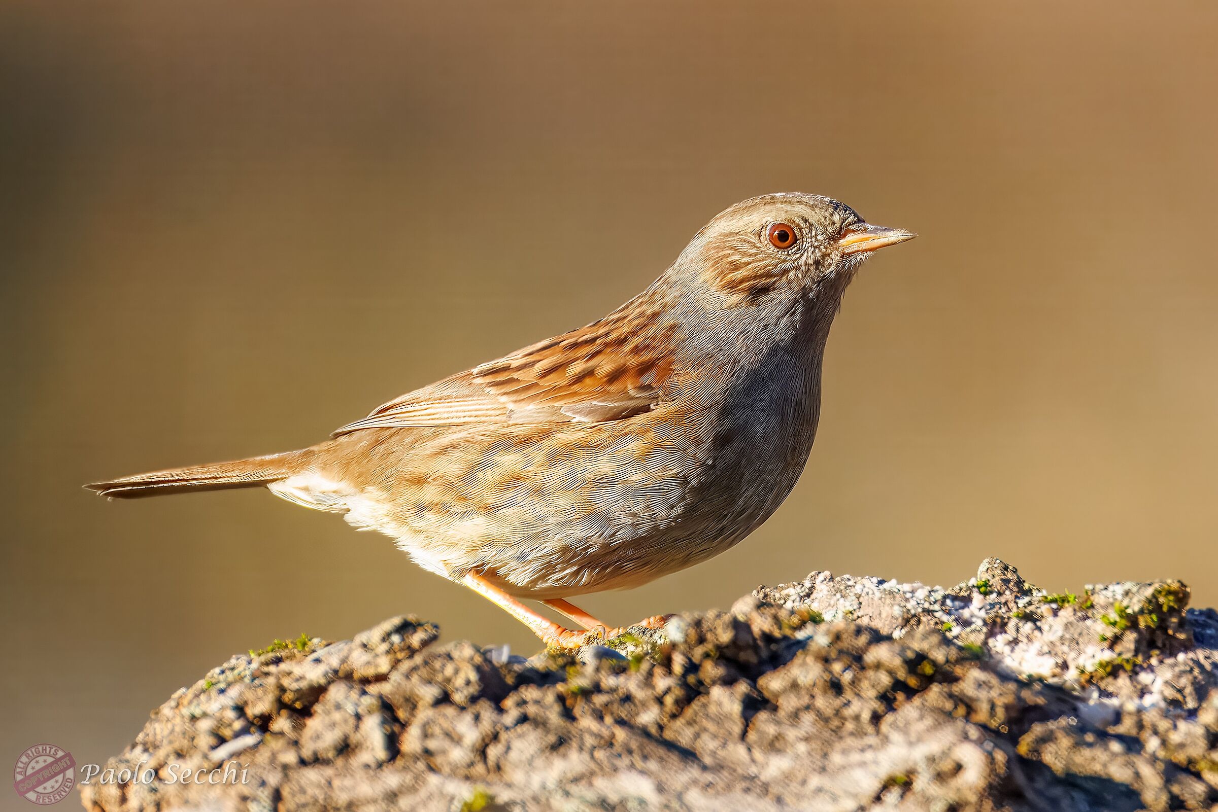Dunnock in the sun