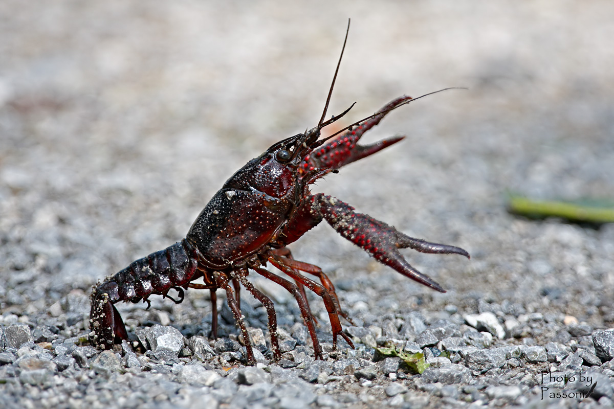 Gambero della Virginia