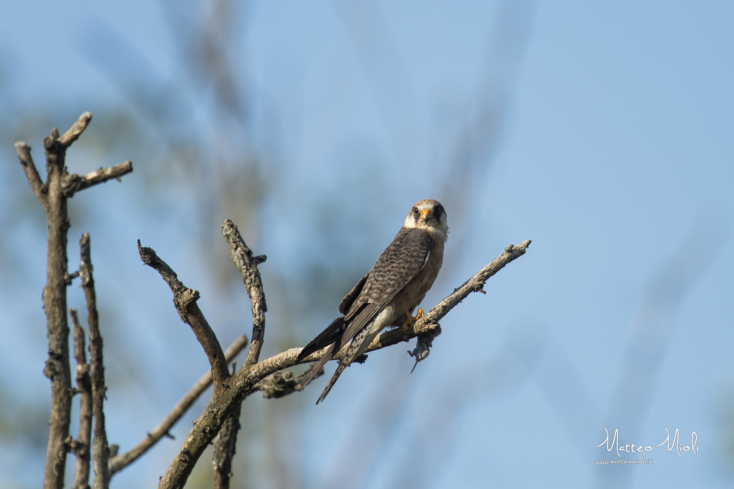 Hawk Cuckoo Female