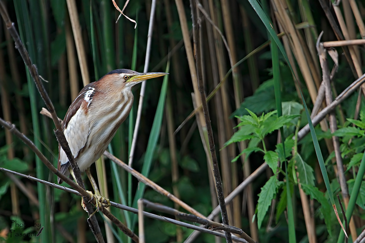 Male Little Bittern!