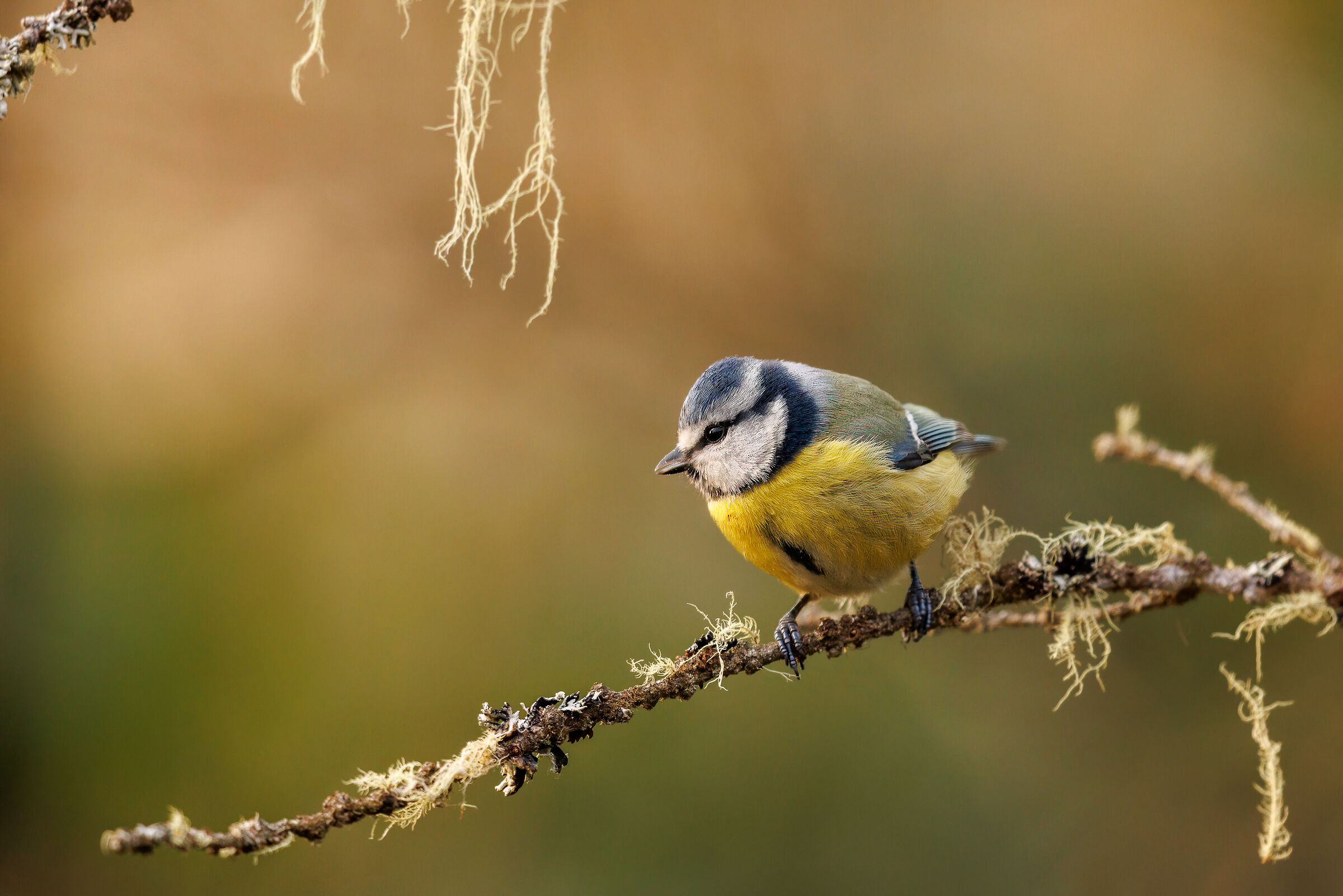 Blue - Cyanistes caeruleus