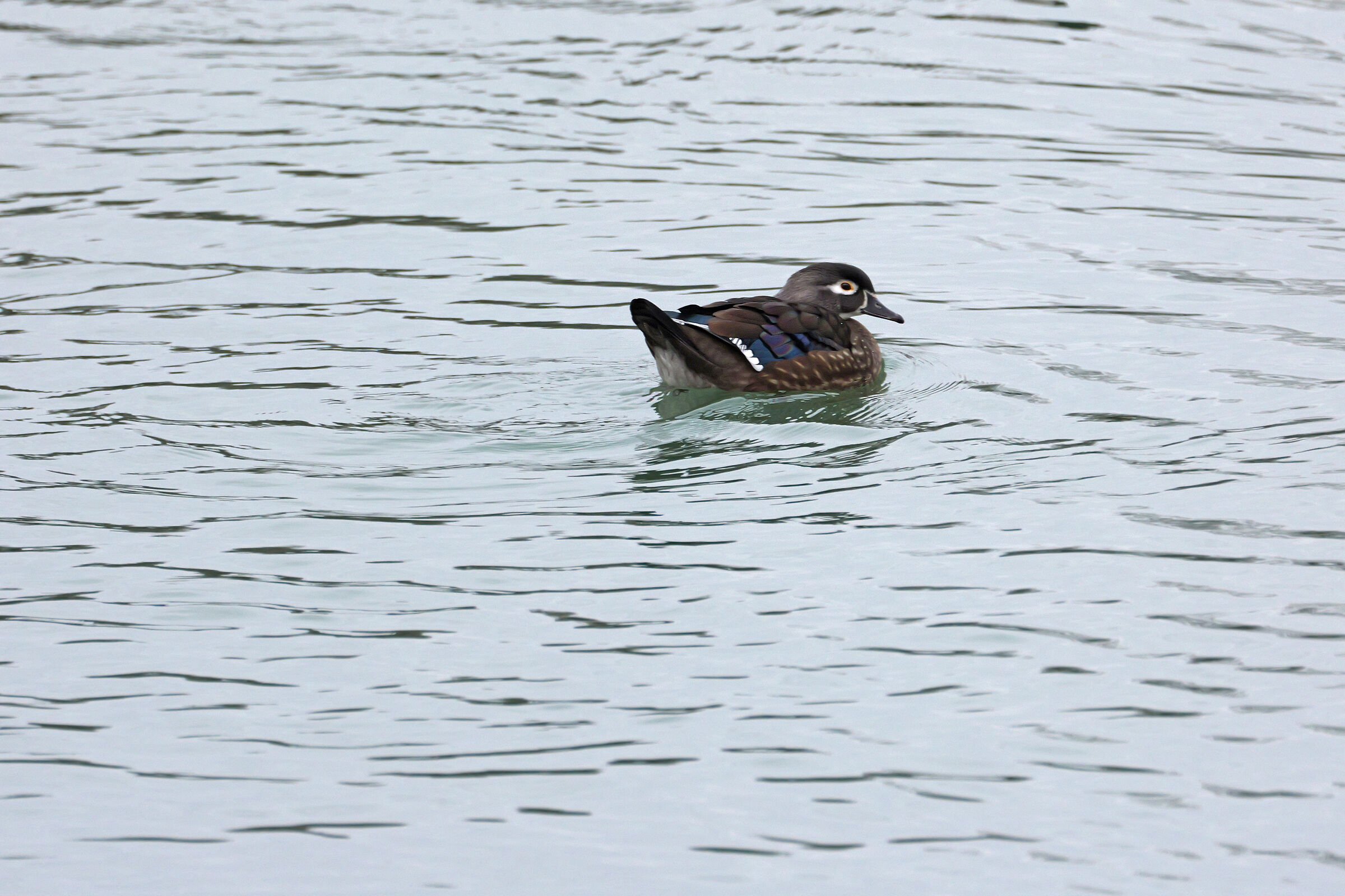 Female Bride Duck