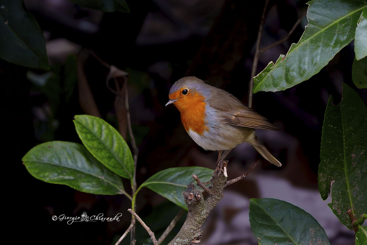 Il simpatico pettirosso (Erithacus rubecula)