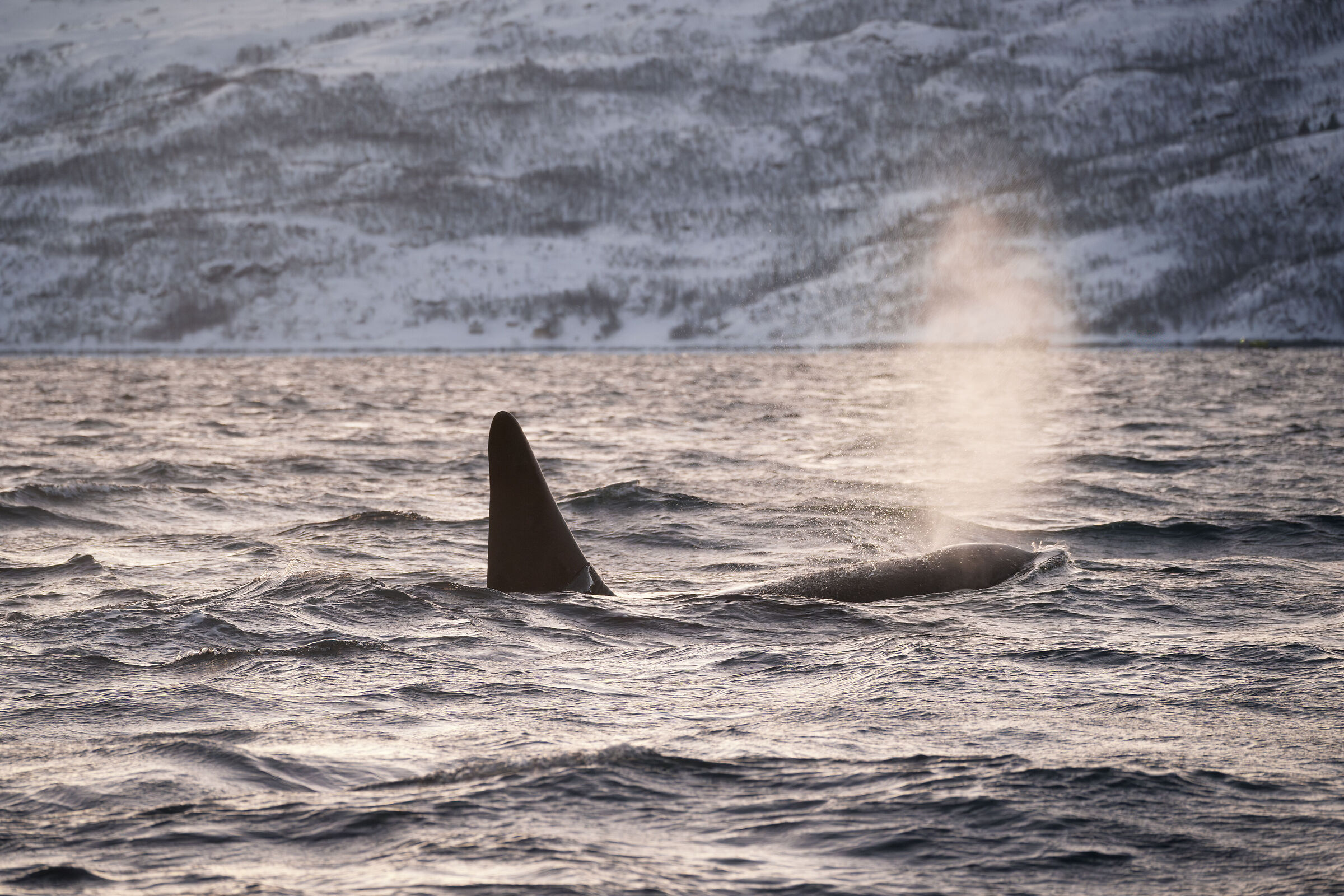 Orca